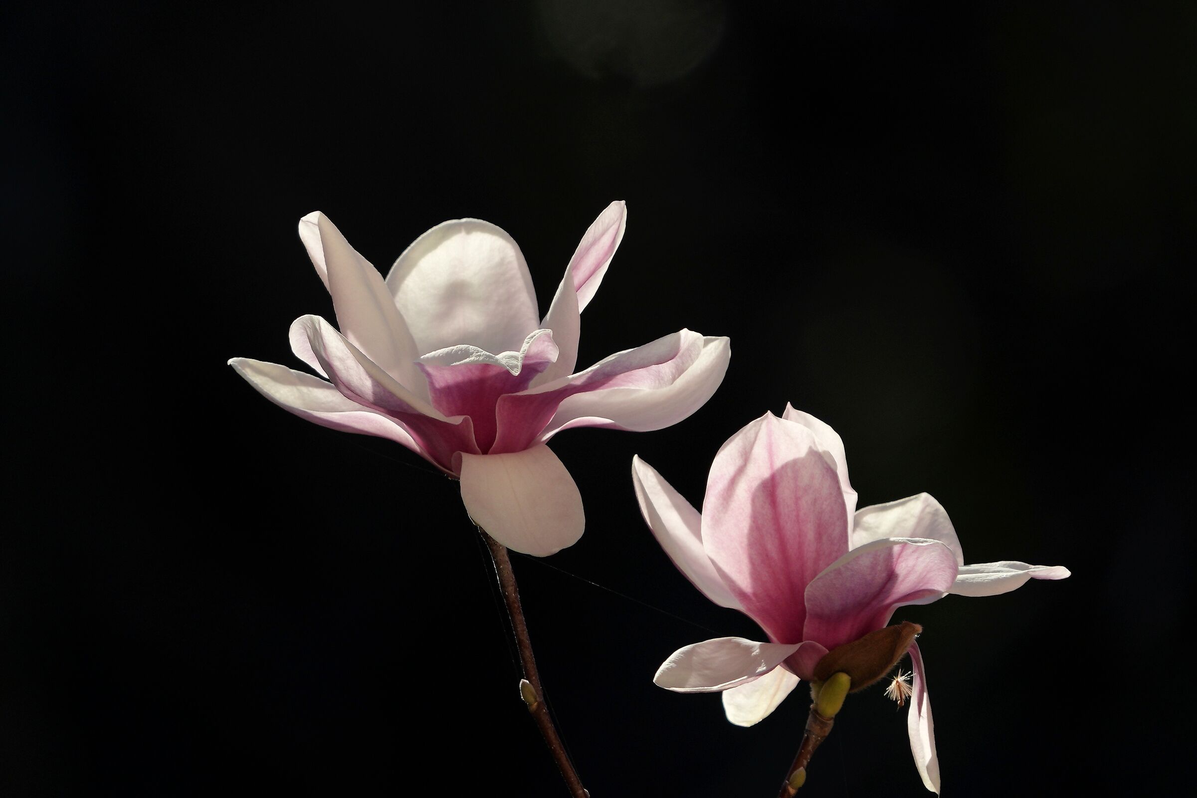 Magnolia Soulangeana or Japanese