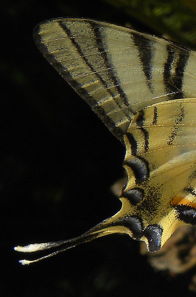 iphiclides podalirius (lepidotteri papilionidi)