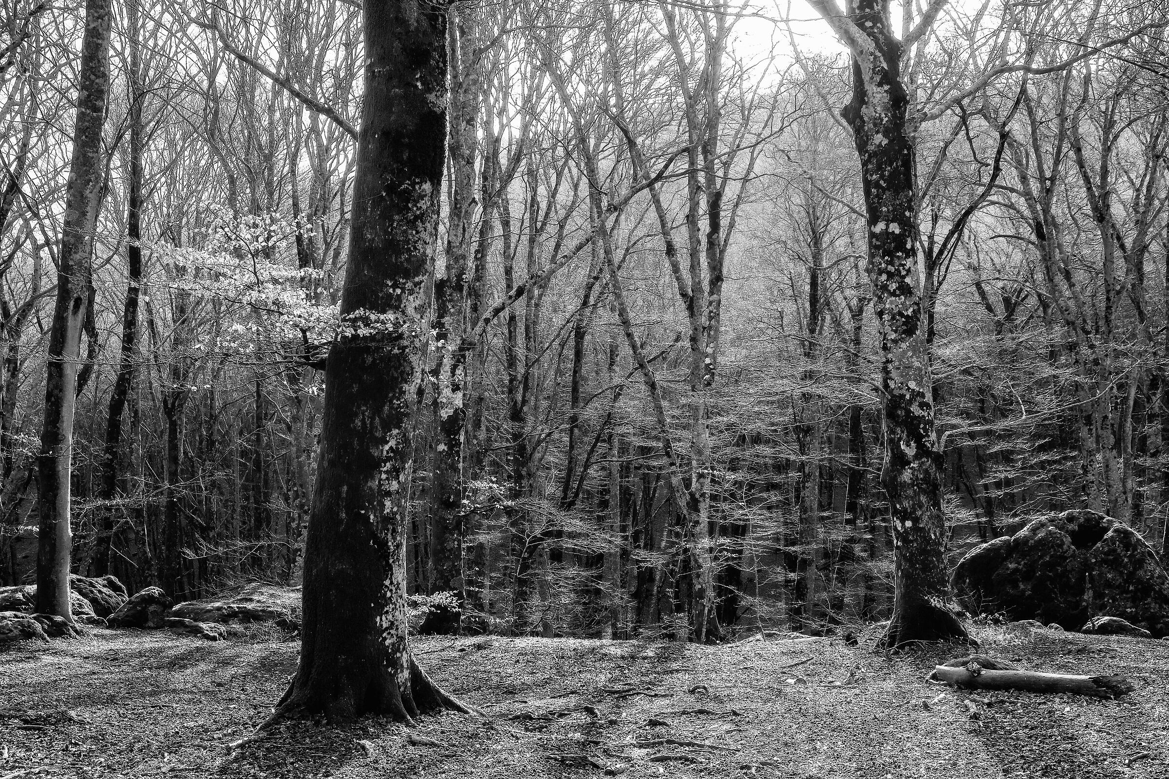 Il fascino del bosco
