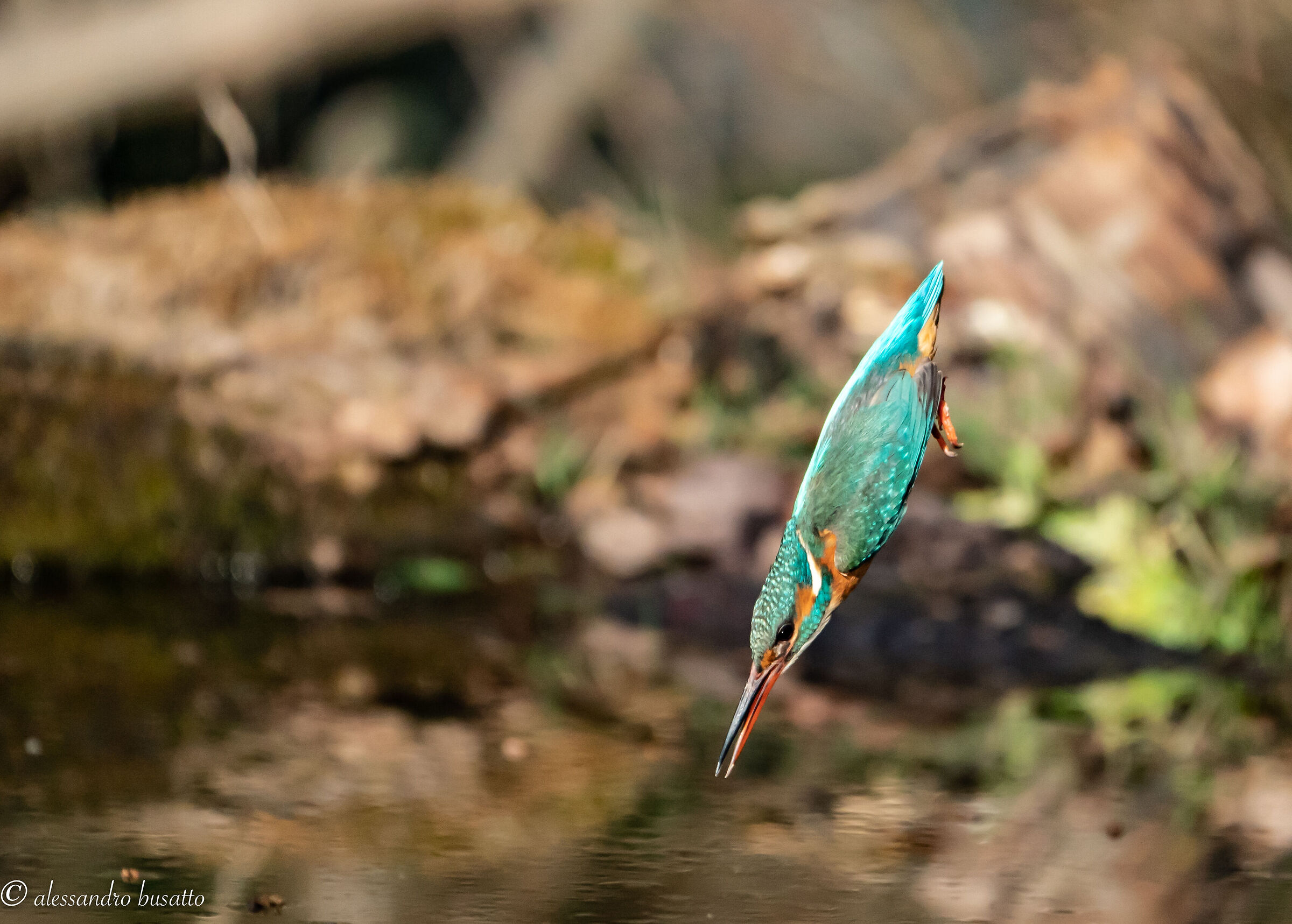 Martina in picchiata