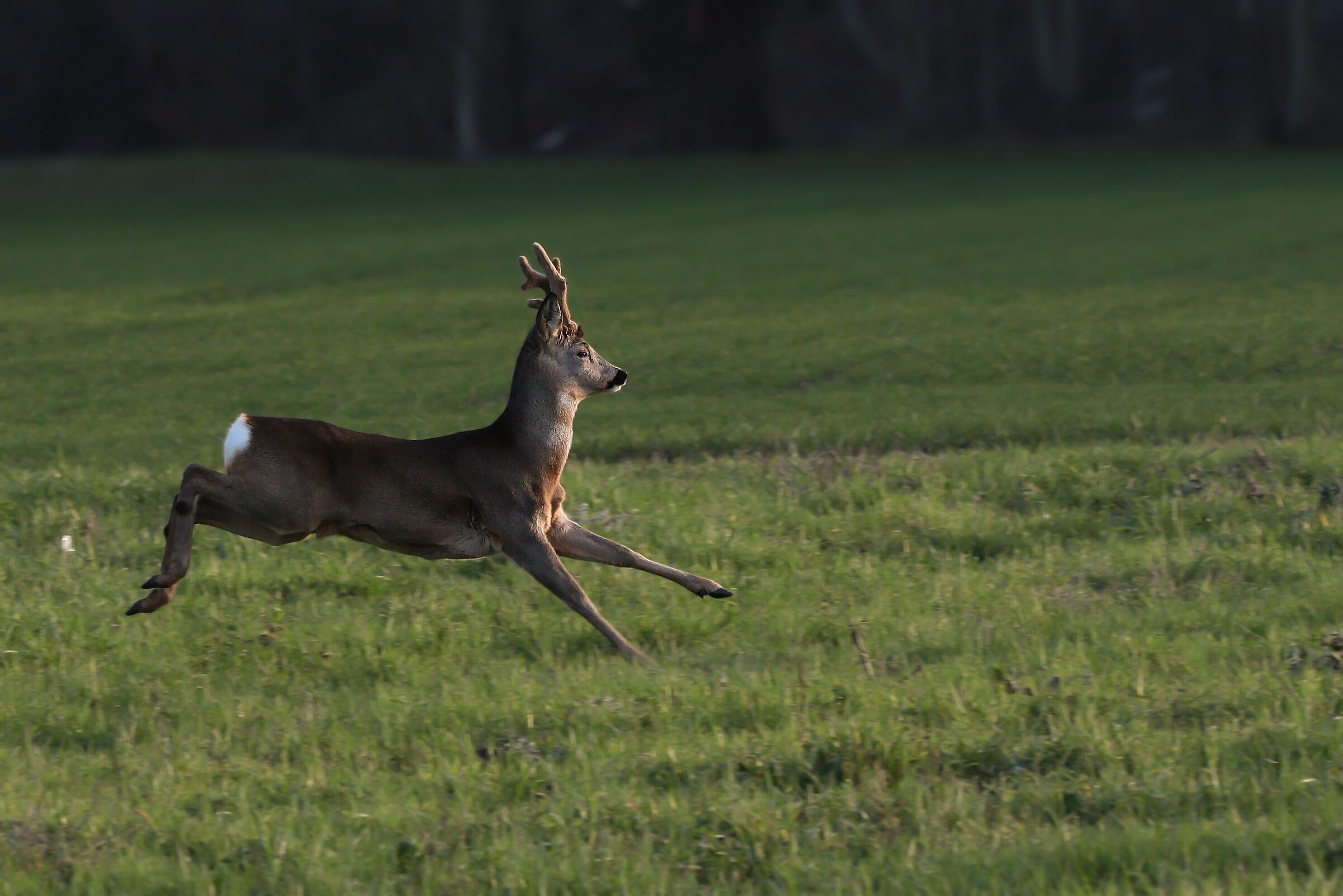 Correndo verso il tramonto