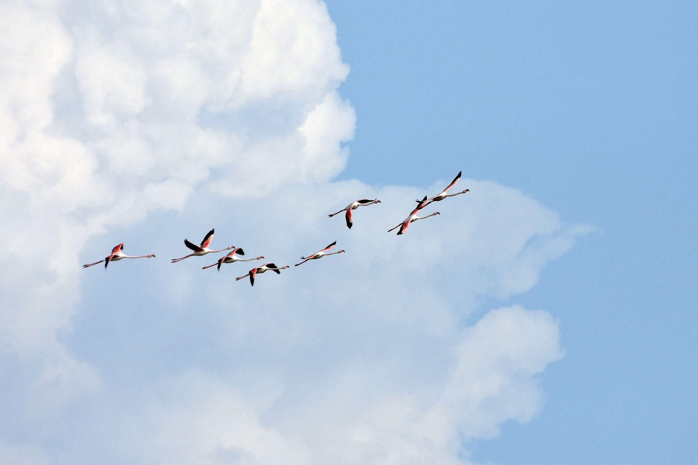 Flamingos in flight