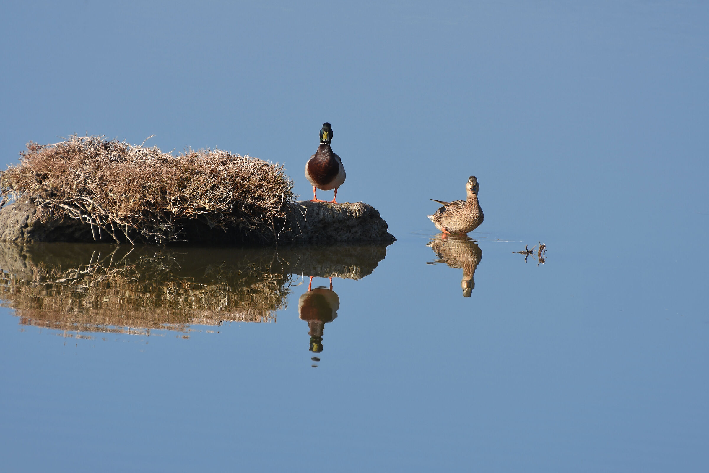 Encore of reflections