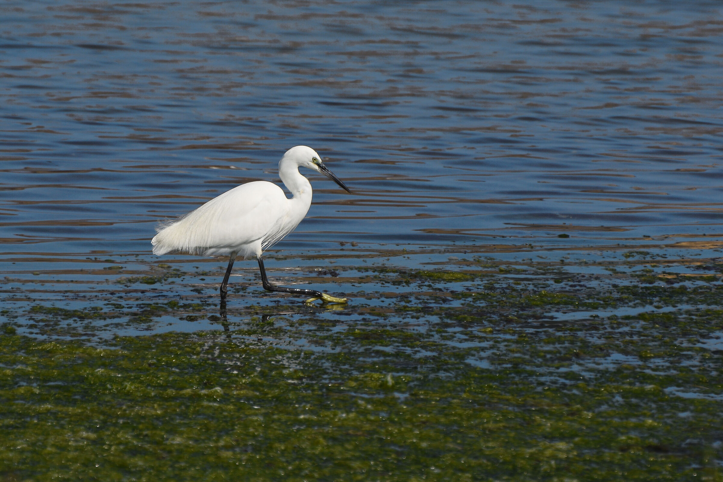 Egret
