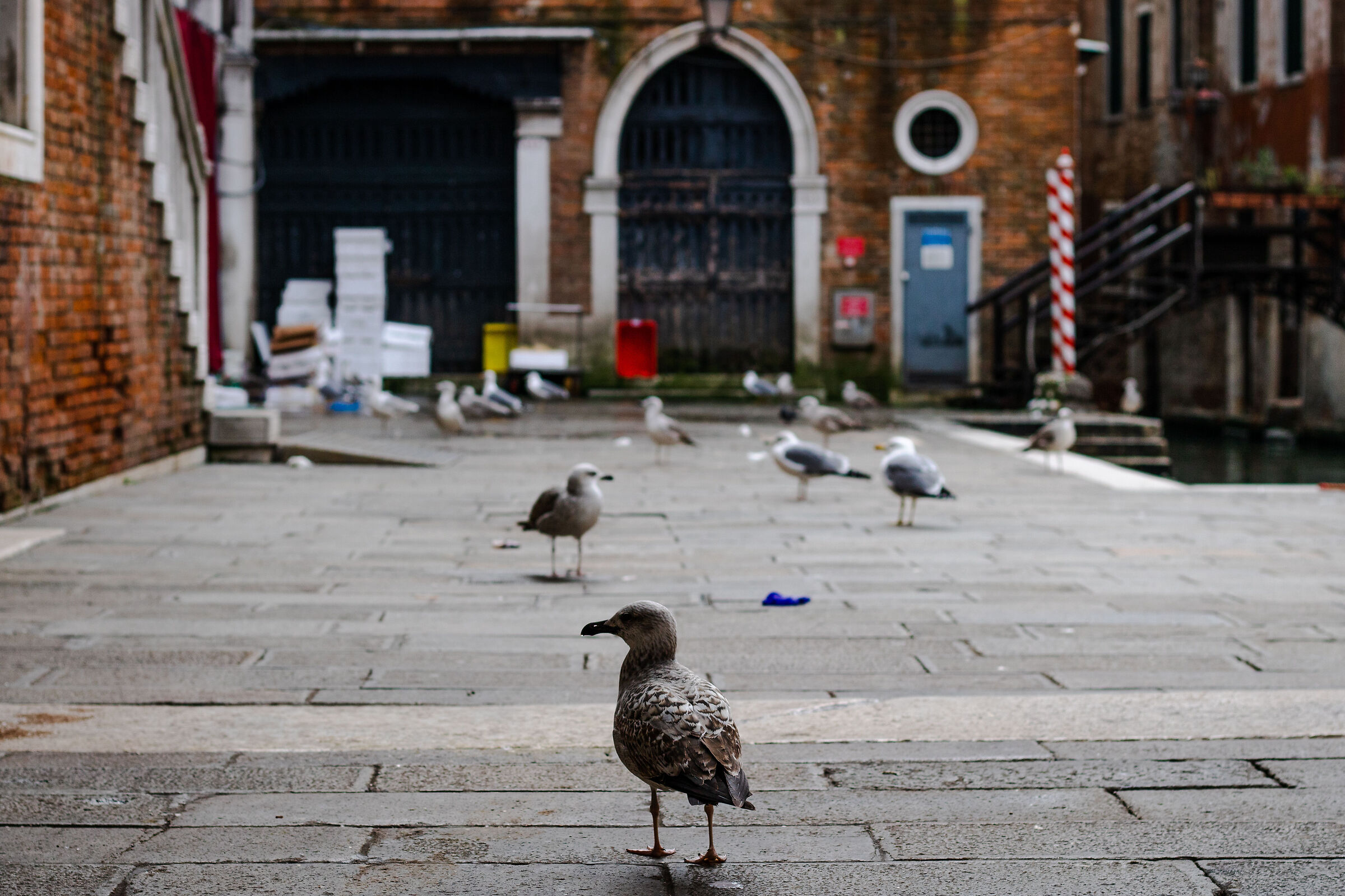 Cacciando al Mercato di Rialto