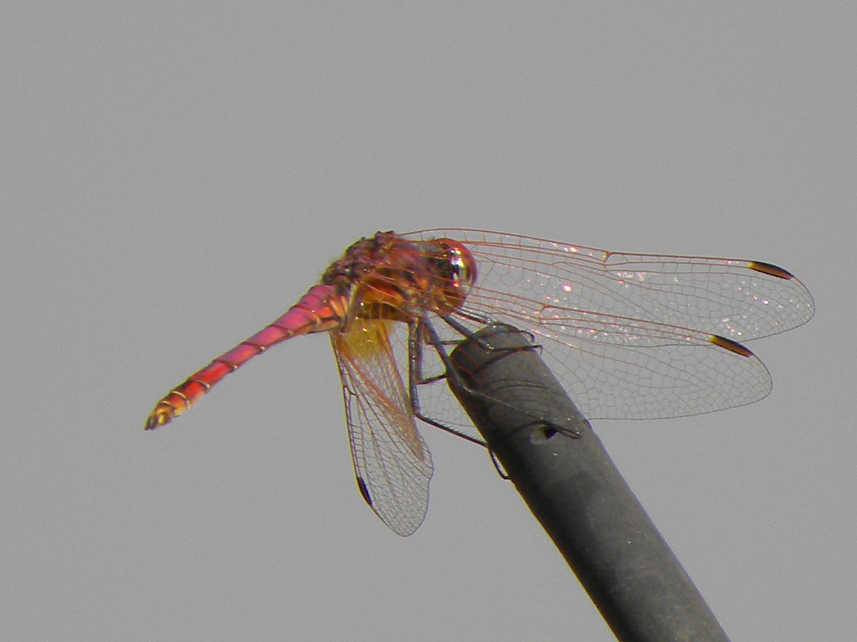 red dragonfly