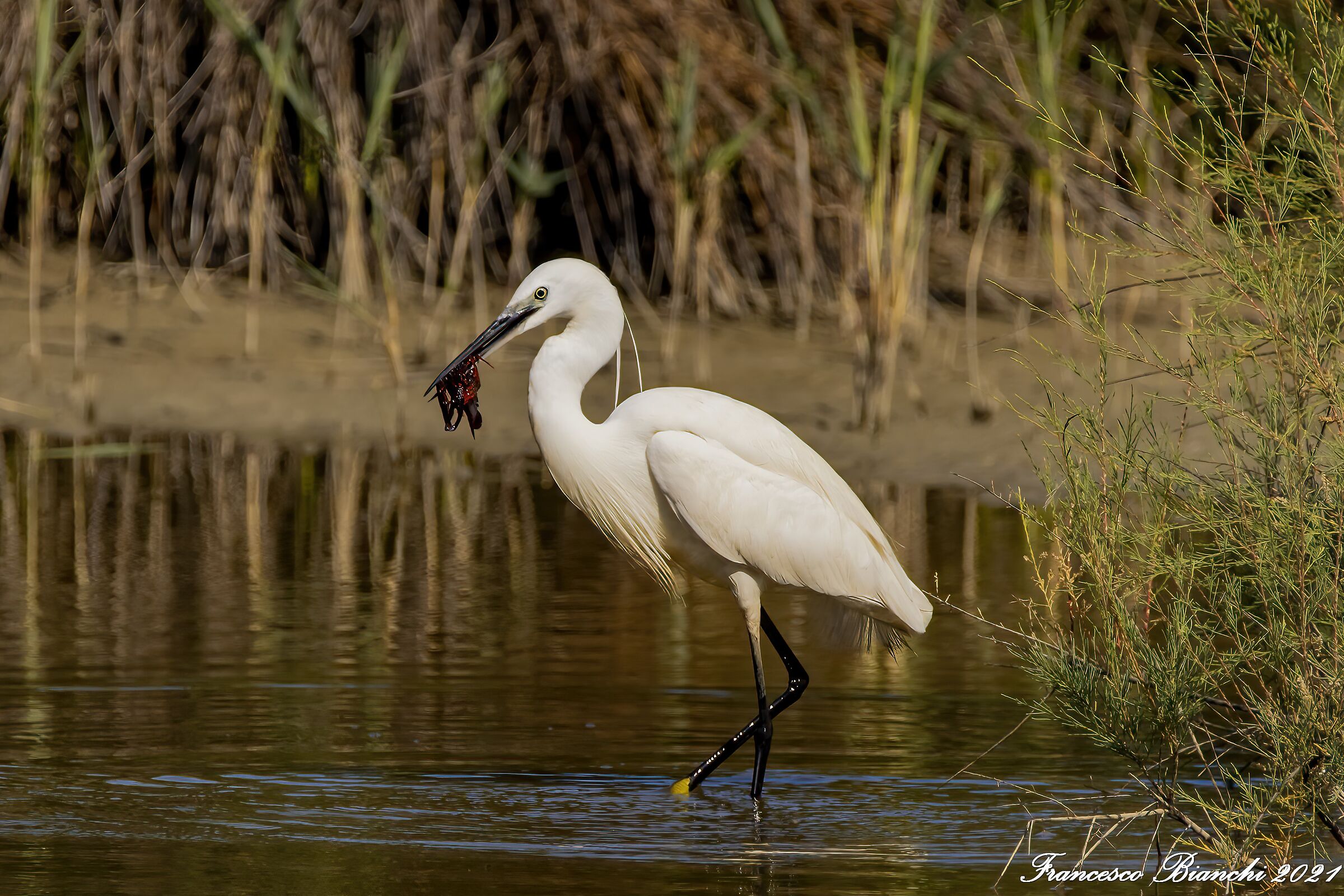 Egret and shrimp