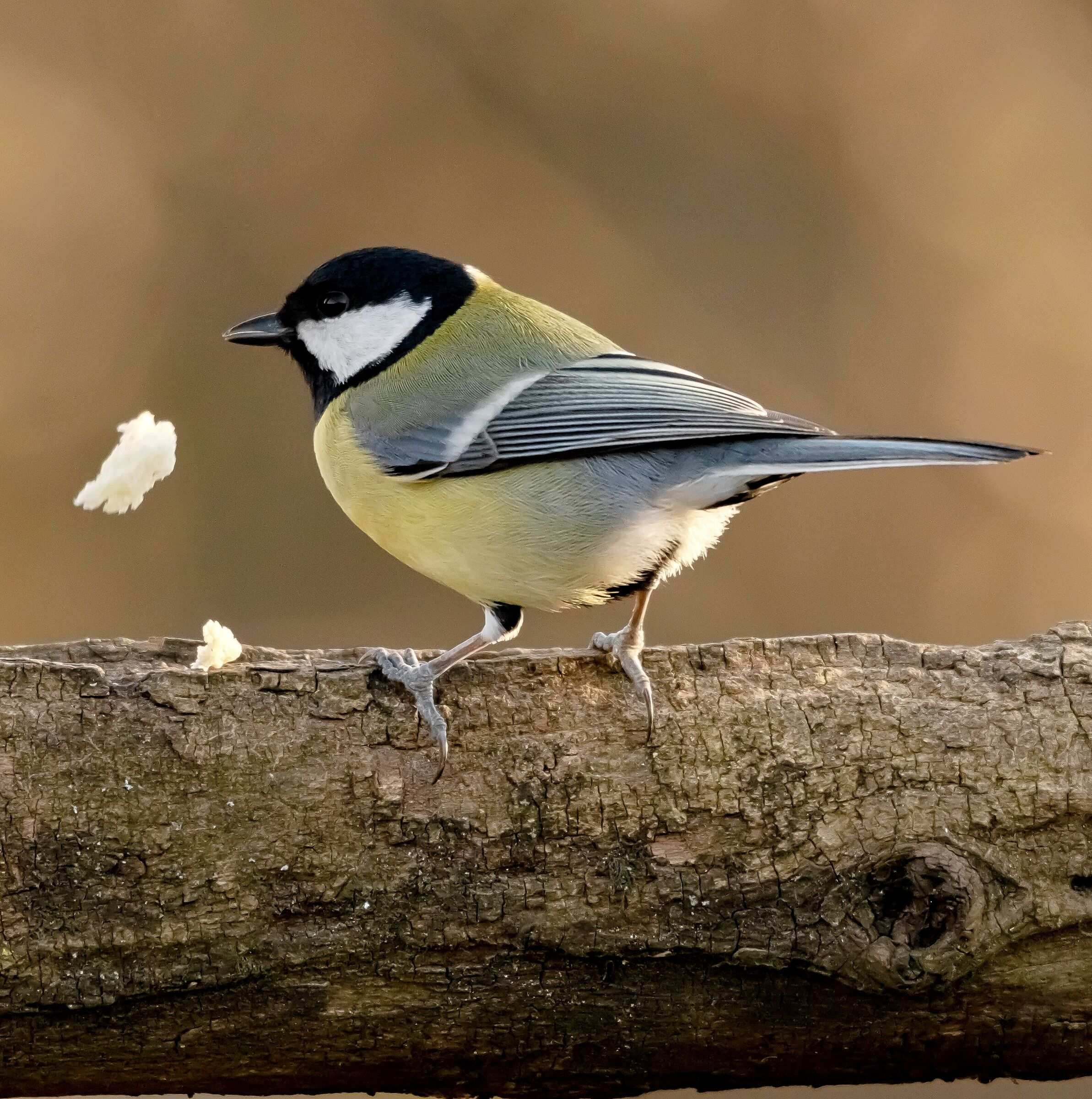 Cinciallegra on the Oasis Lipu manger 28/02/2021