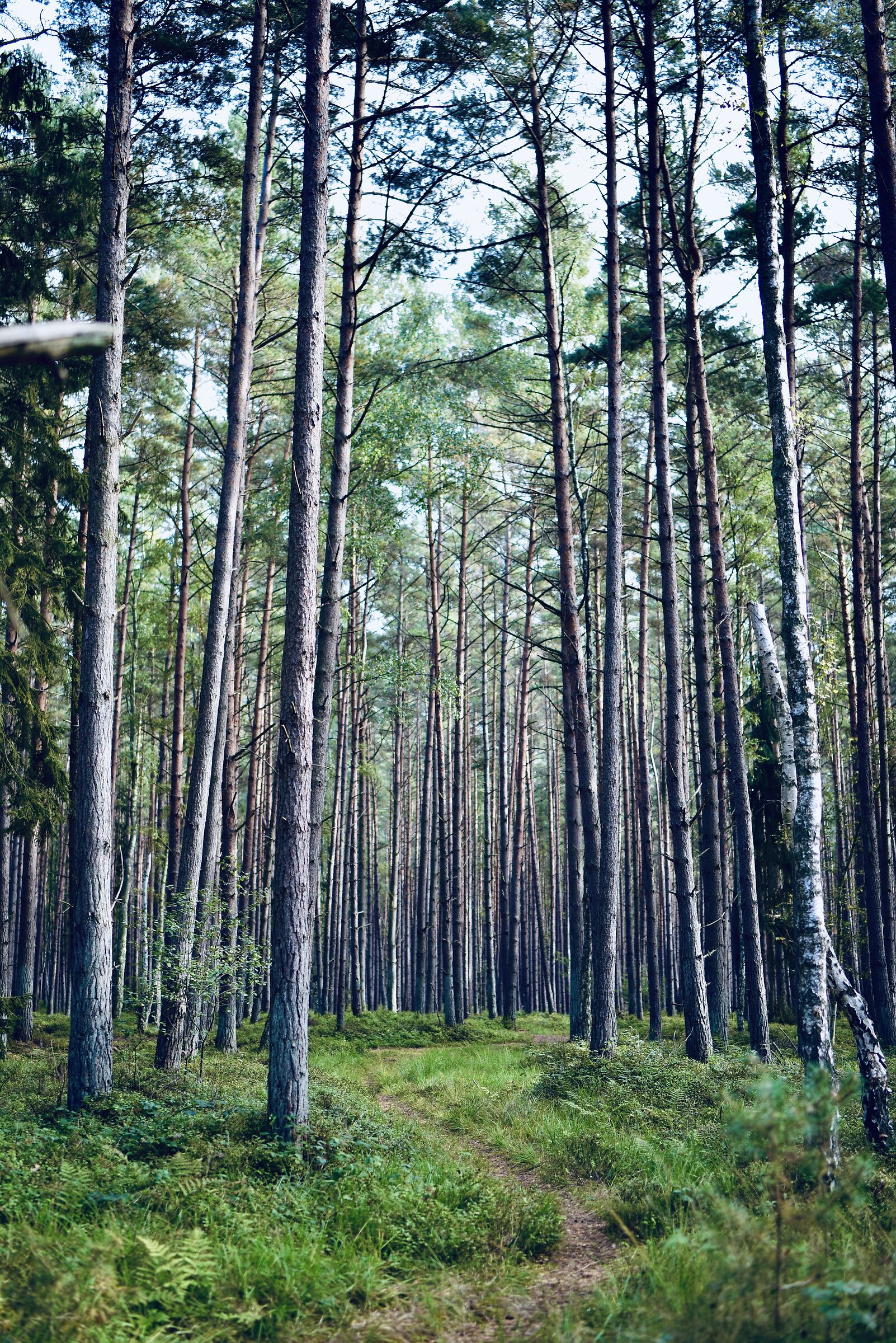 foresta preferita