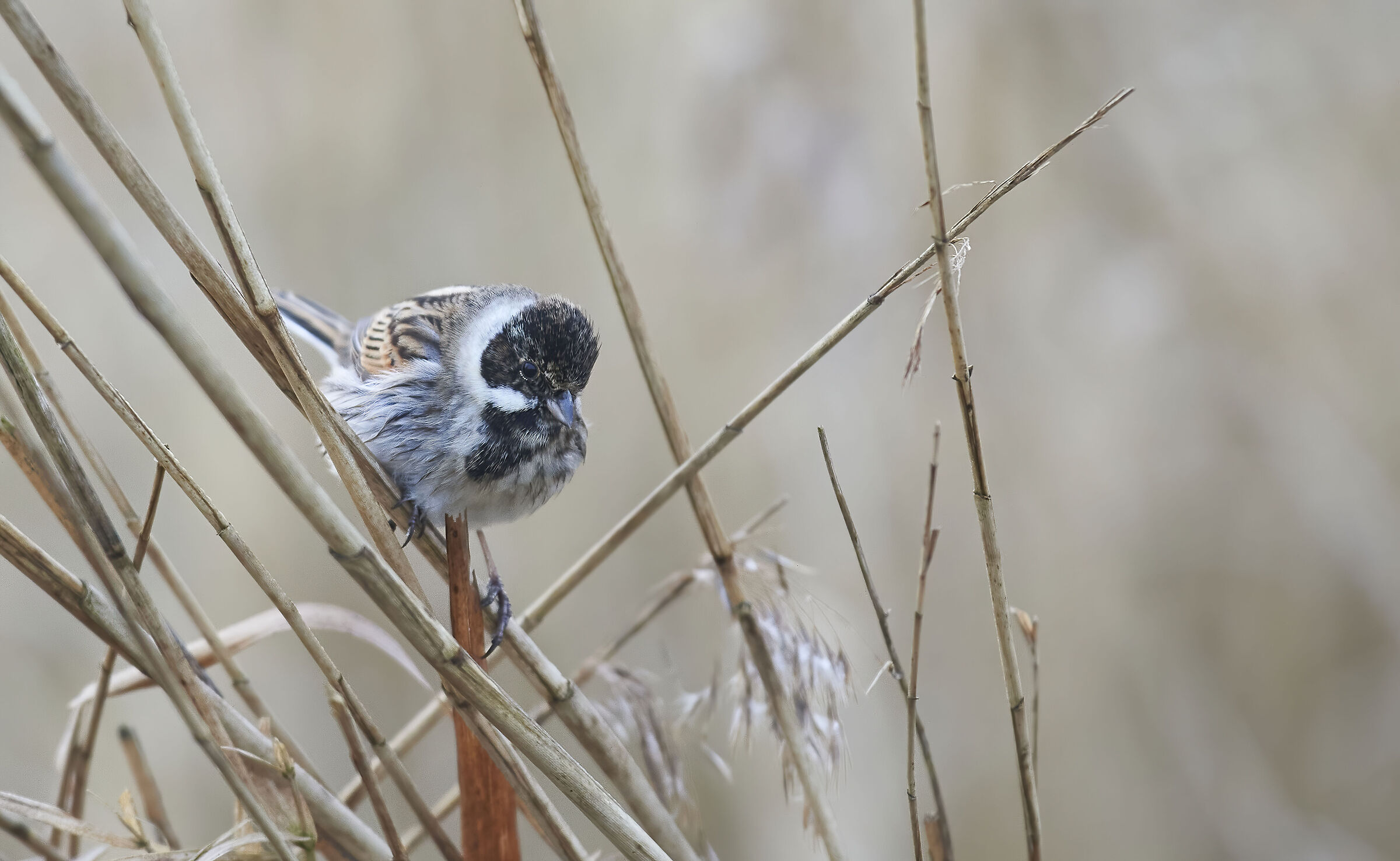 Reed Bunting molto presto mattina