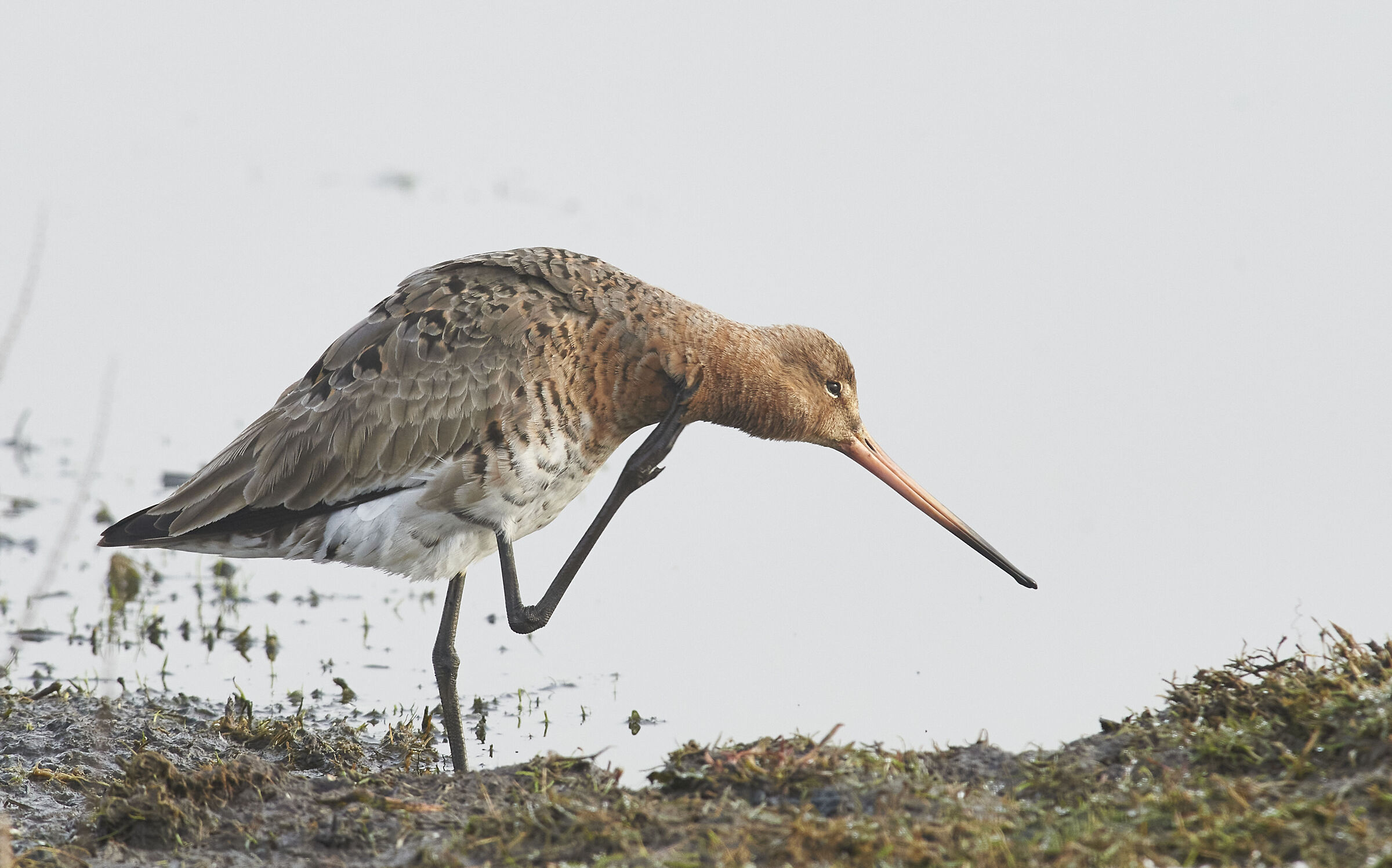 Godwit dalla coda nera