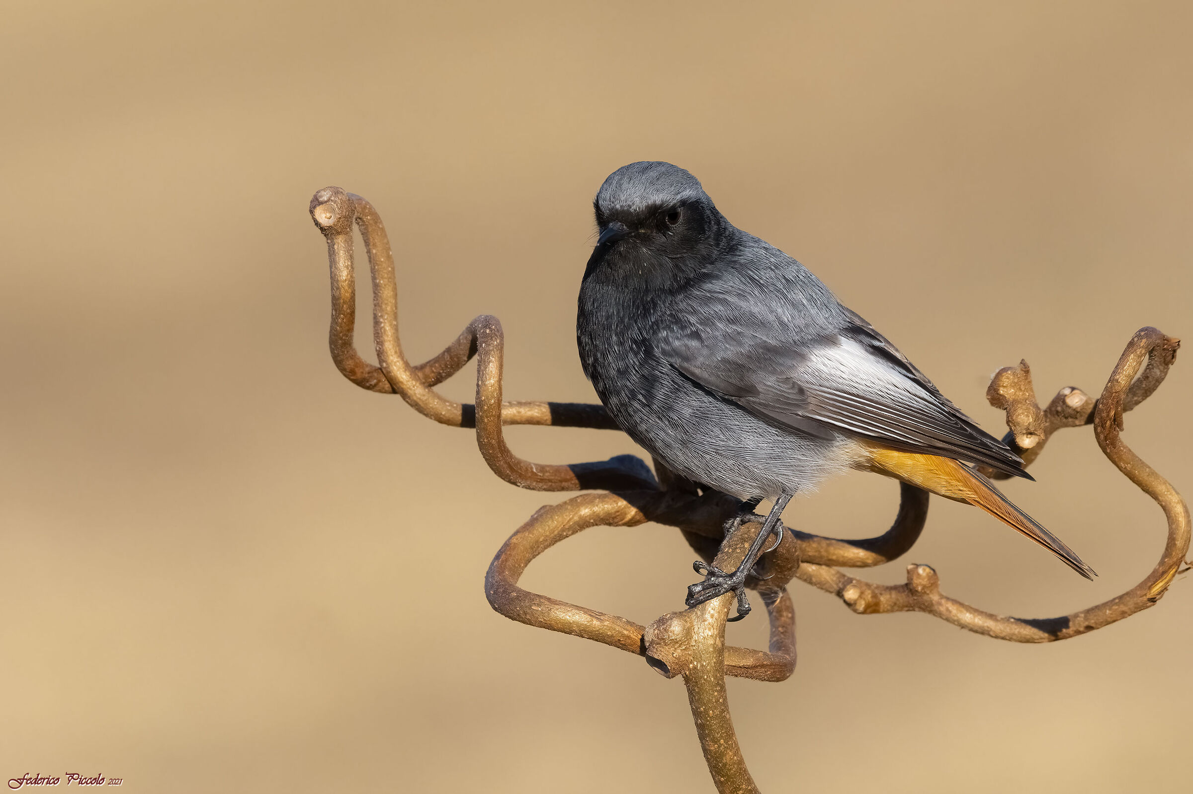 Codirosso spazzacamino