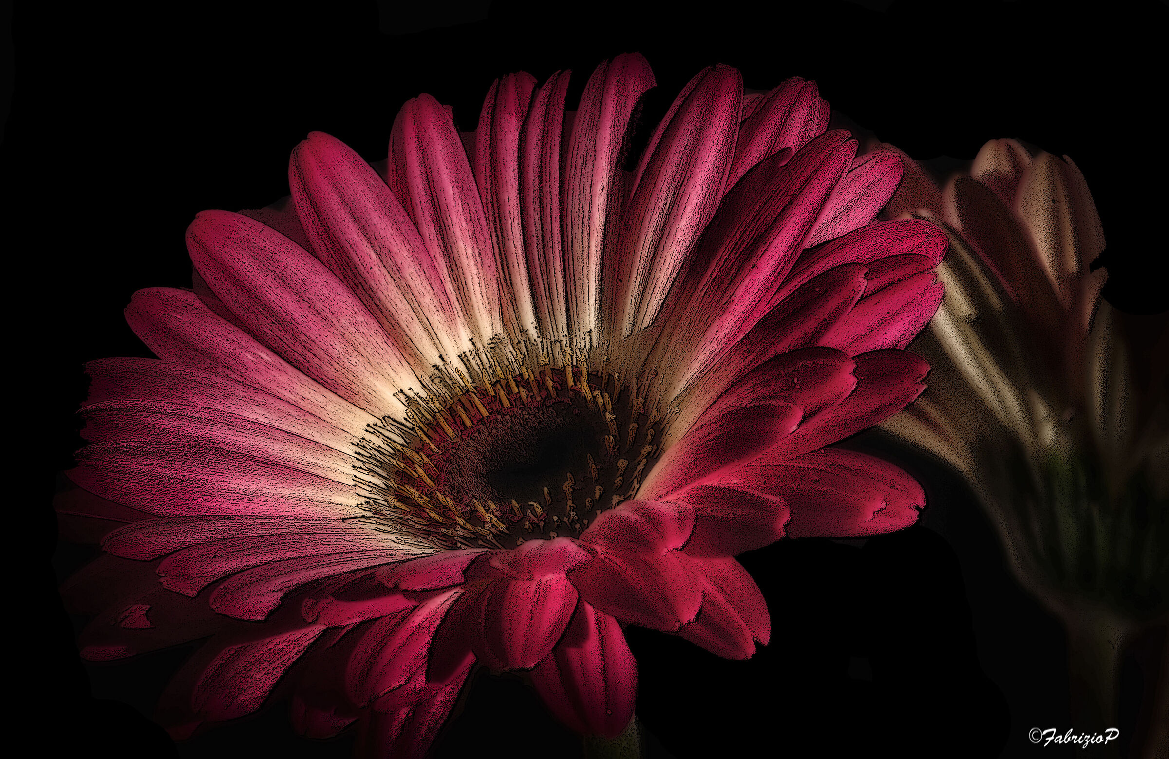 The redness ... of a gerbera