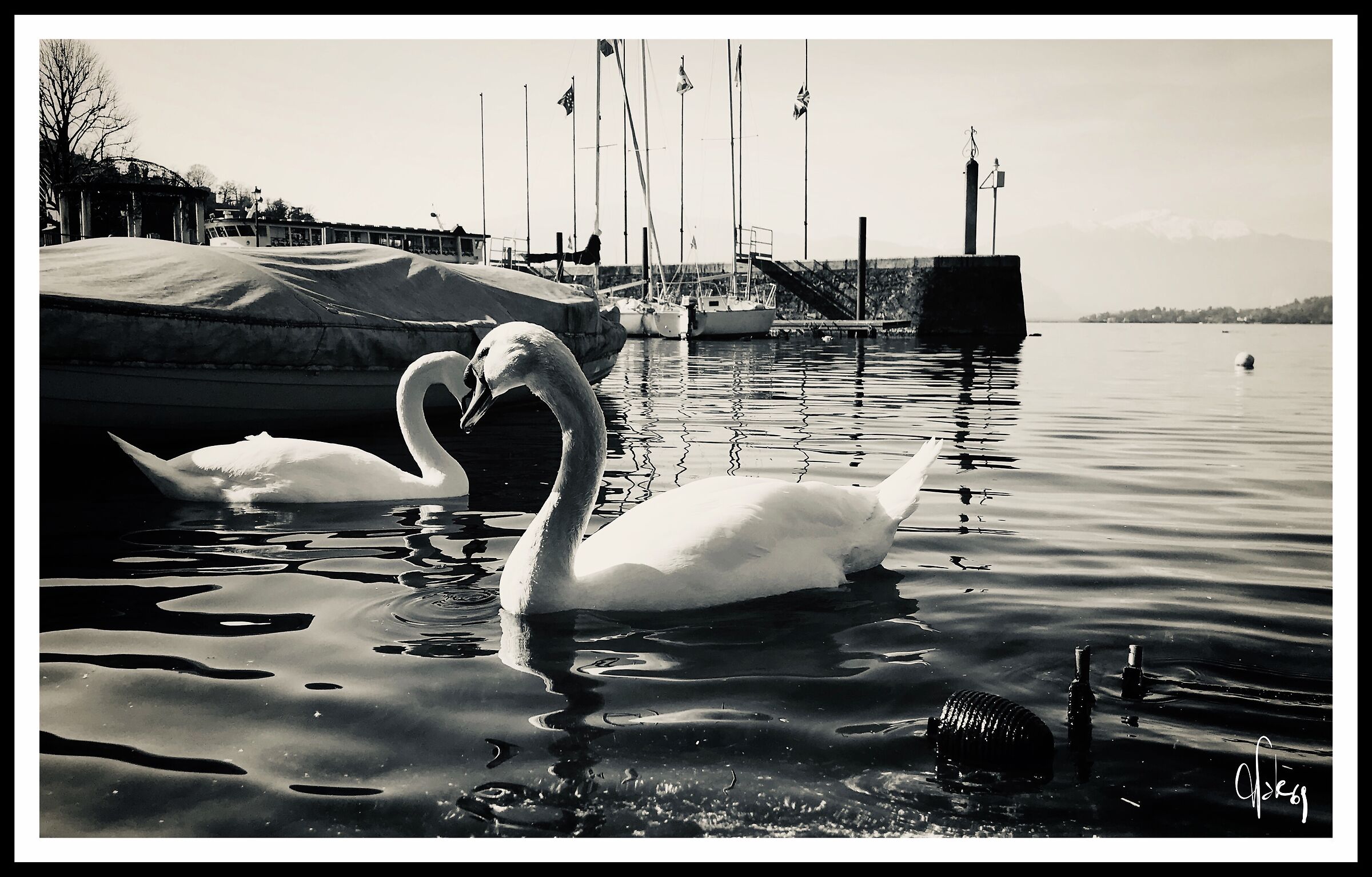 Swan