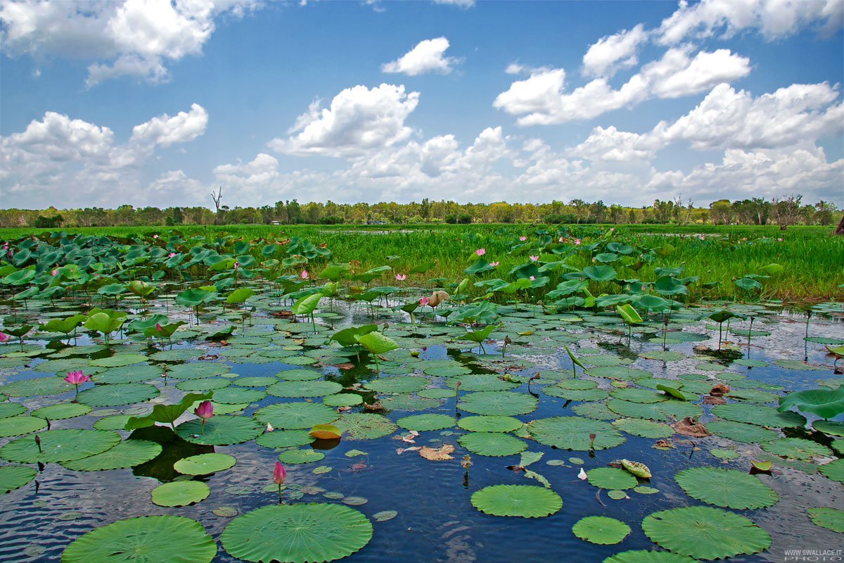 Yellow water - Kakadu National Park