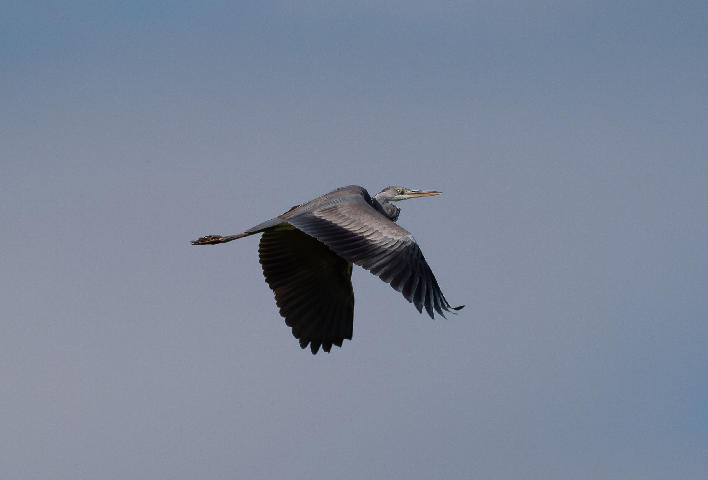 Gray heron