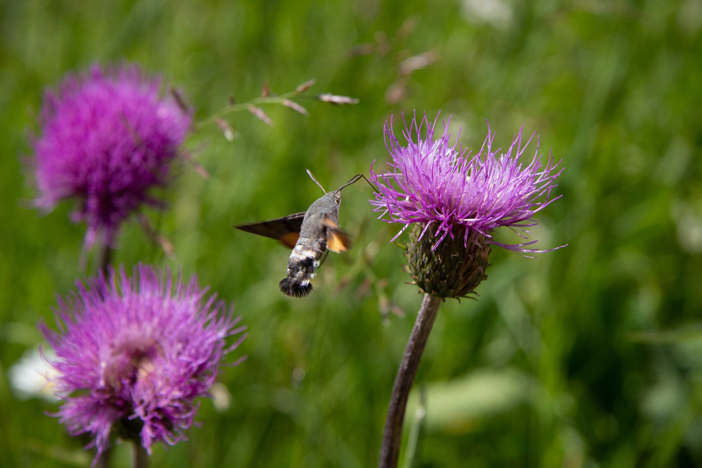 From flower to flower