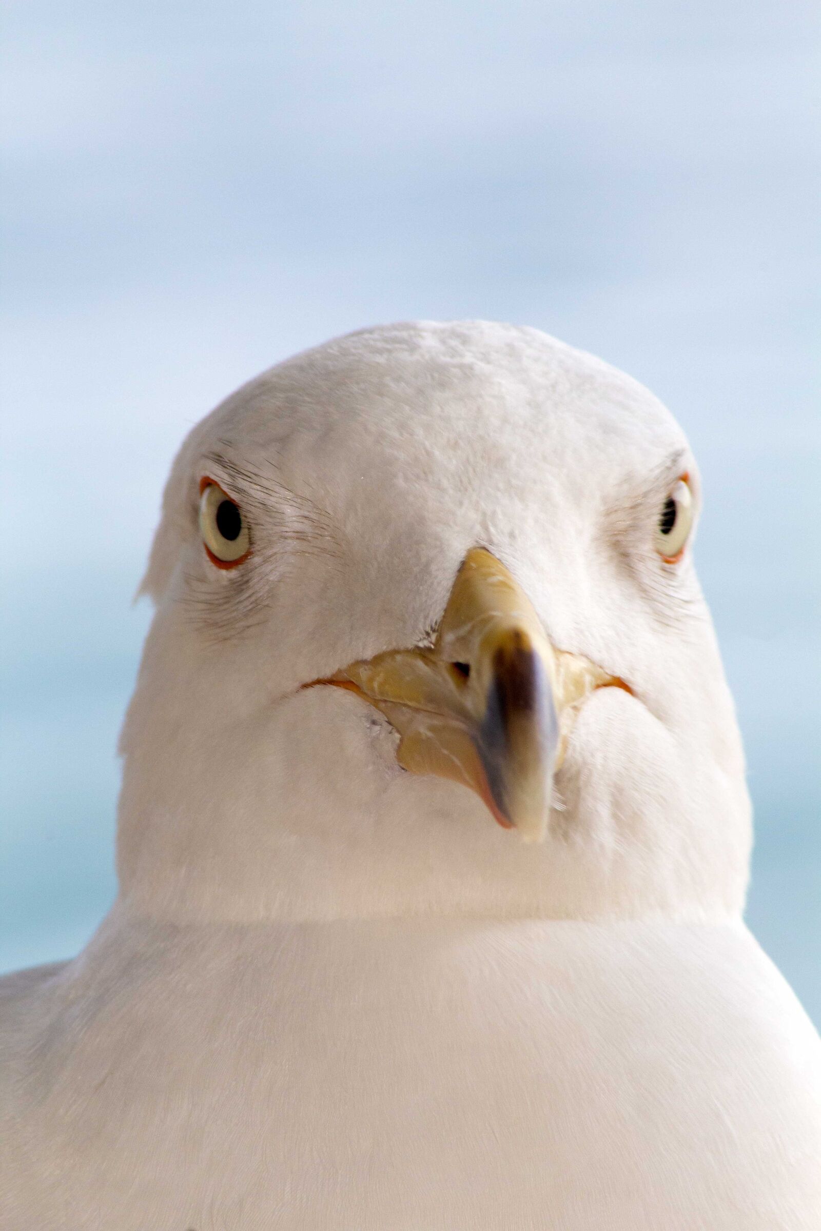 The photo for the driver's license