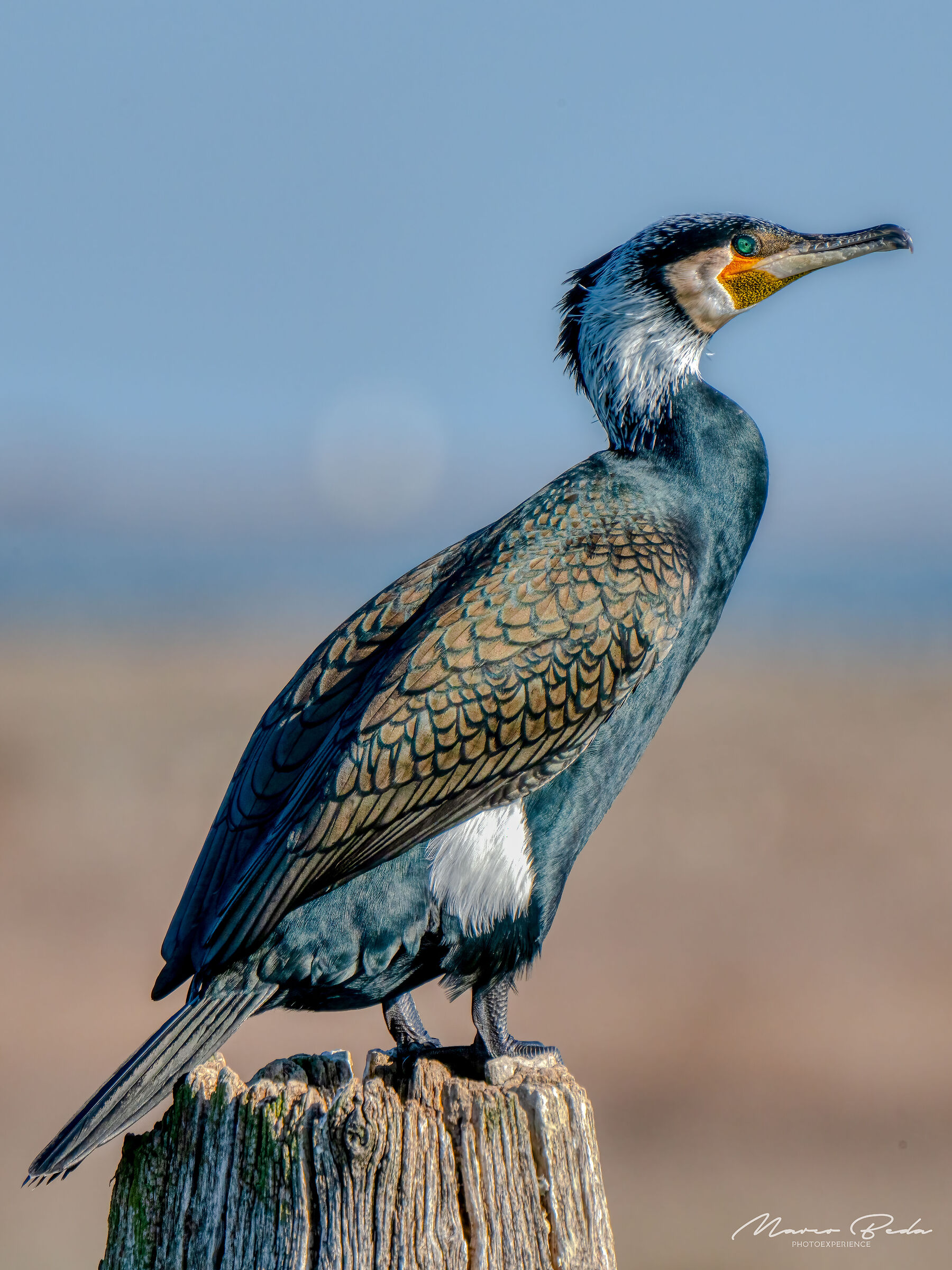 Cormorano testa bianca(periodo di accoppiamento)