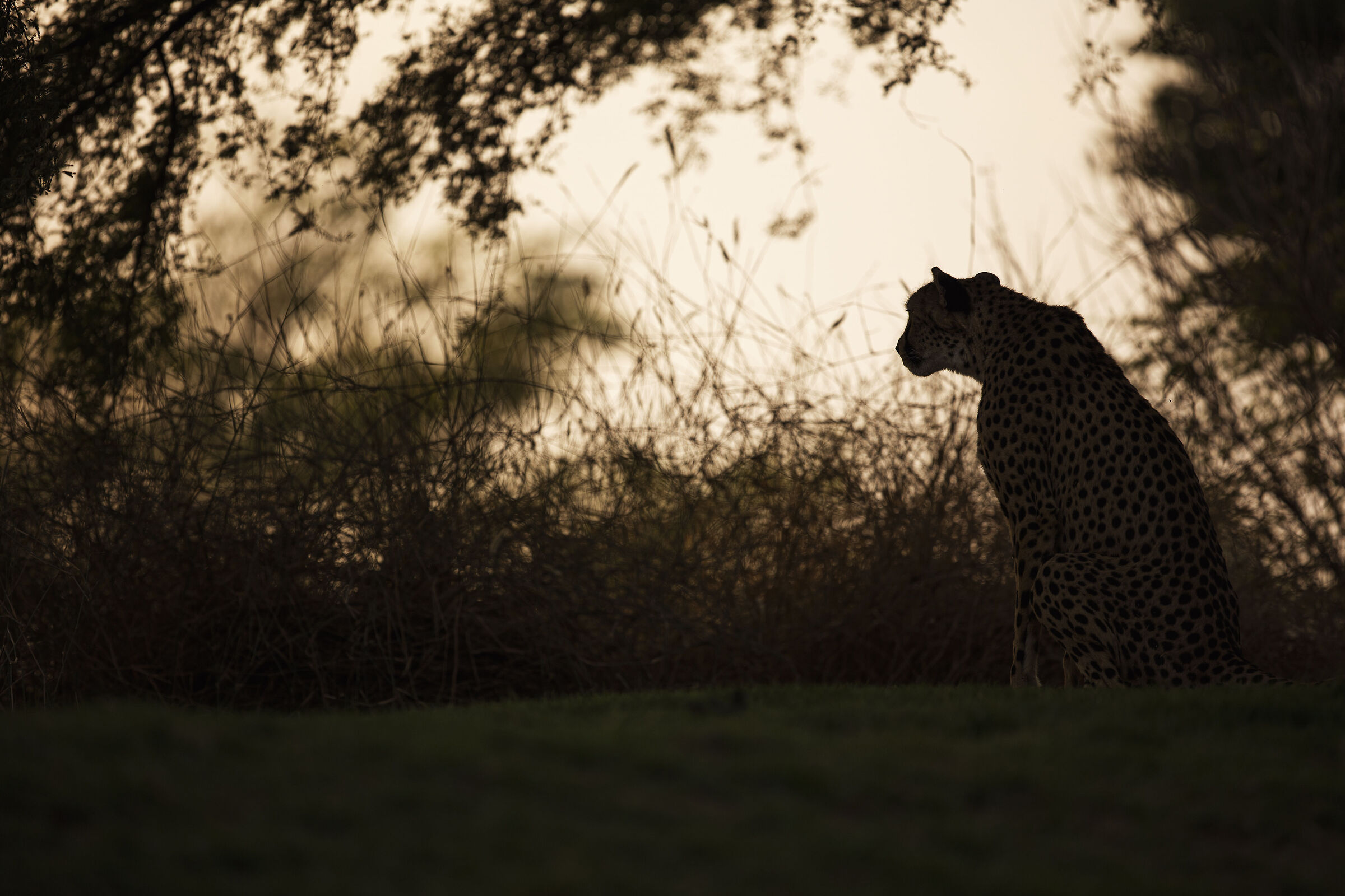 Waiting for the sunset