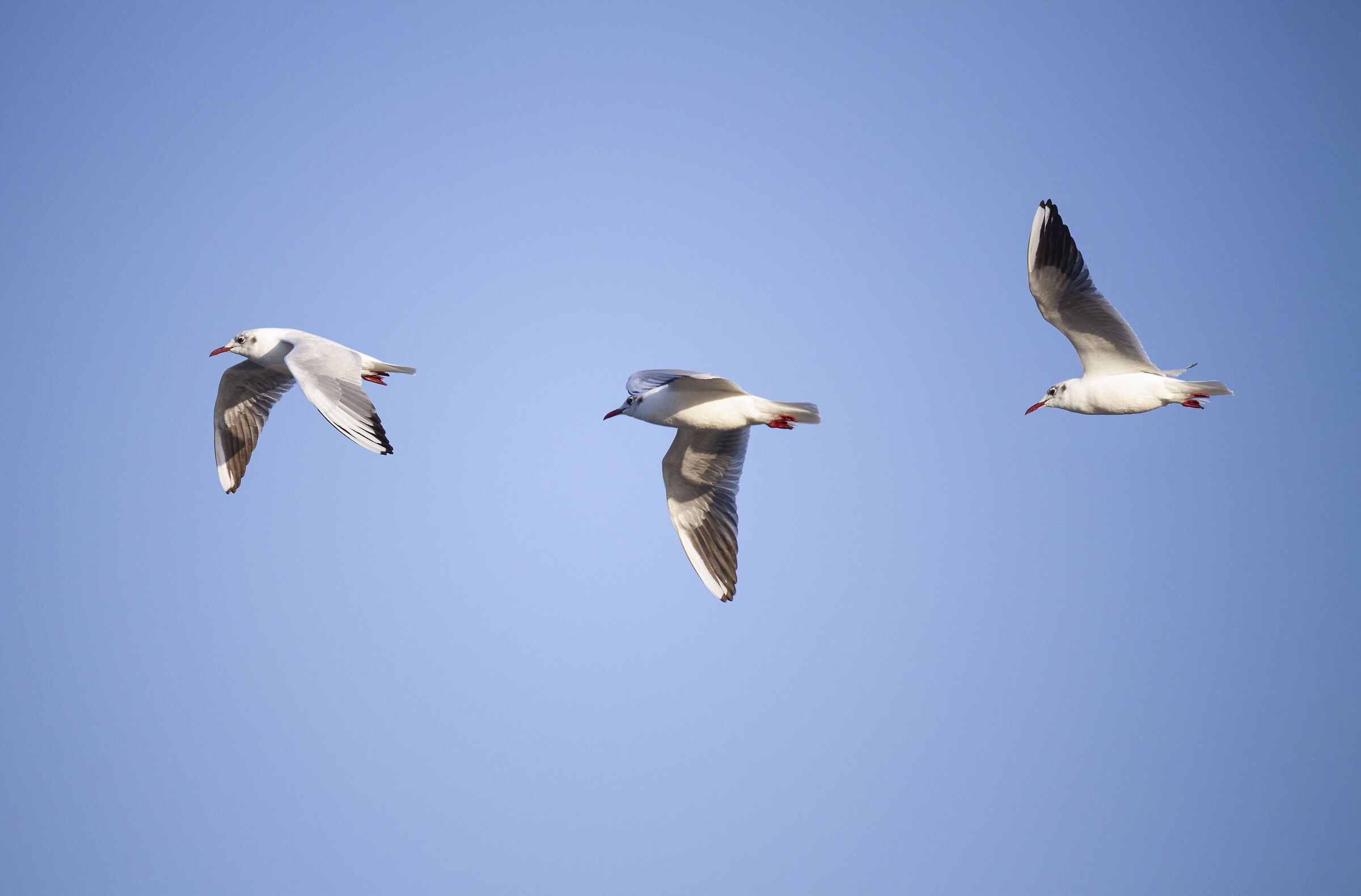 Gabbiano comune in volo