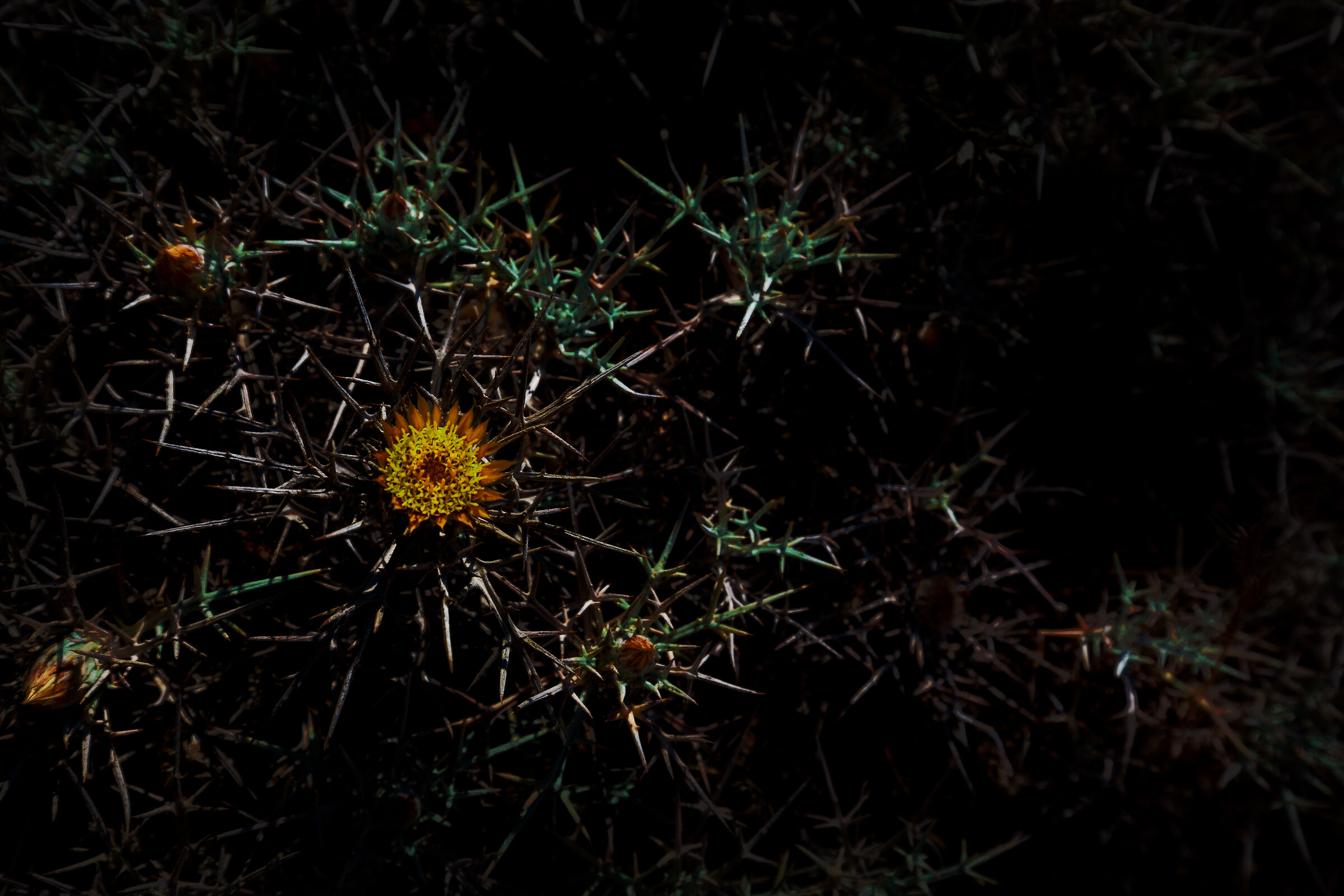 Thorny flower