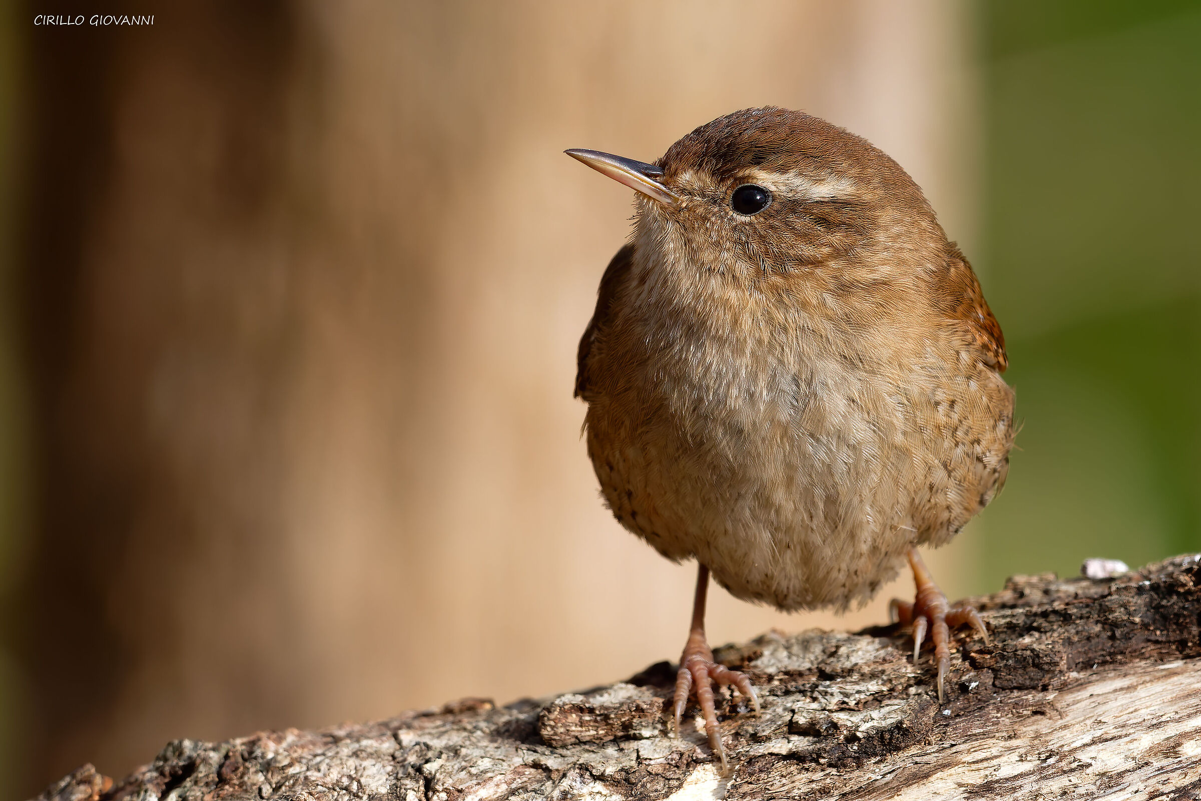 Wren