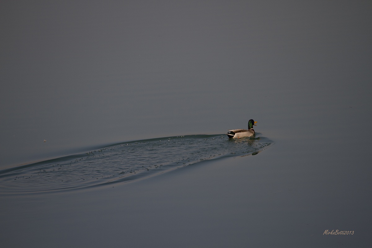 the escape of the German disturbed