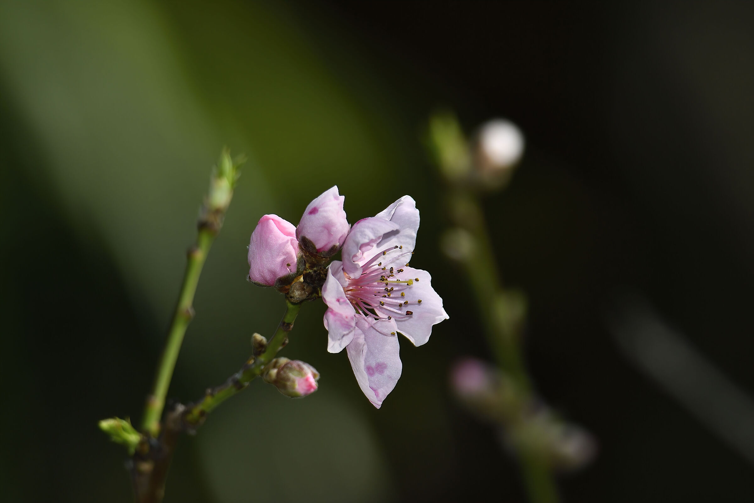 Fiori di pesco... aria di primavera