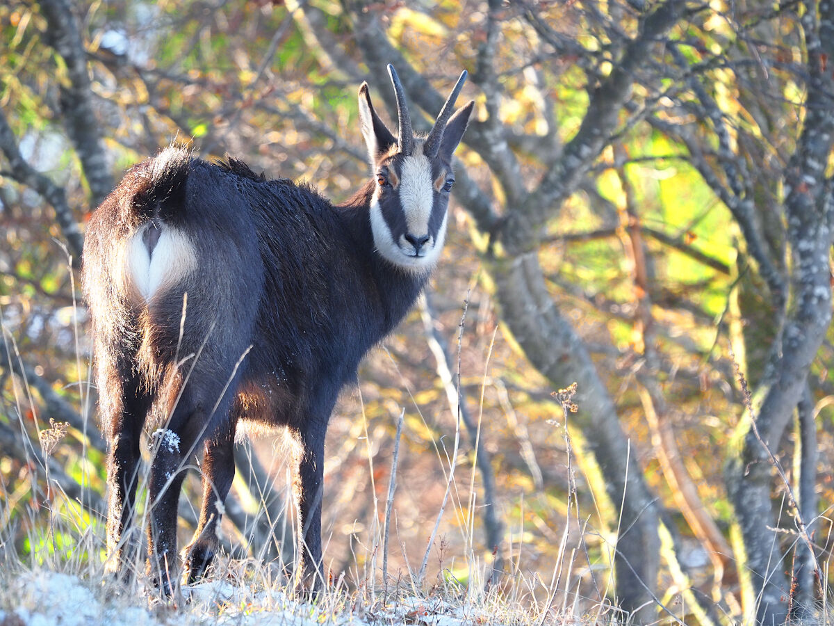 In the Enchanted Woods
