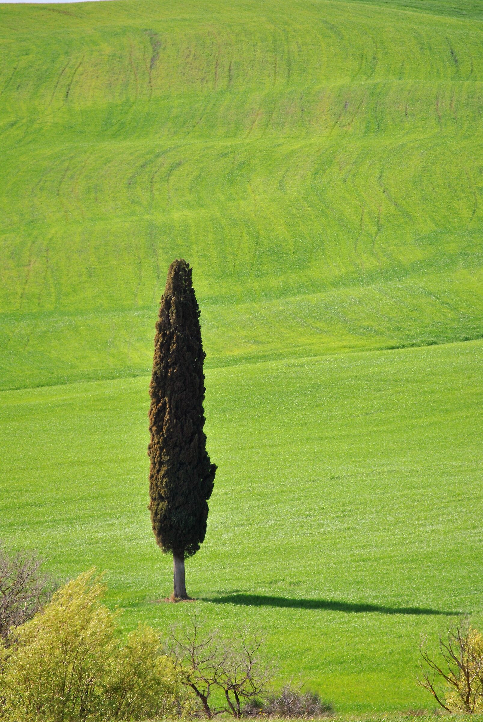 cypress