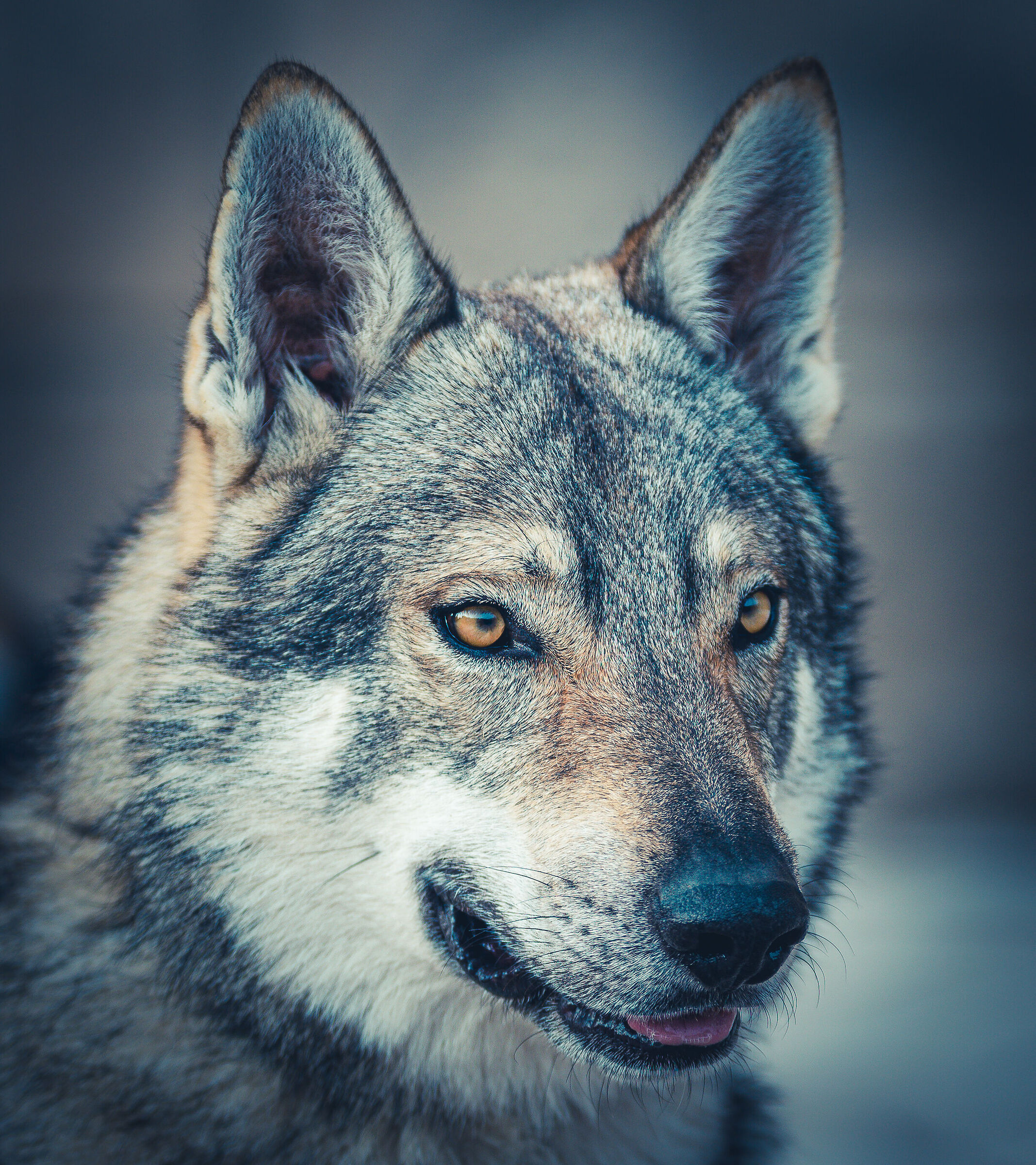 wolf DOG (lupo cecoslovacco)