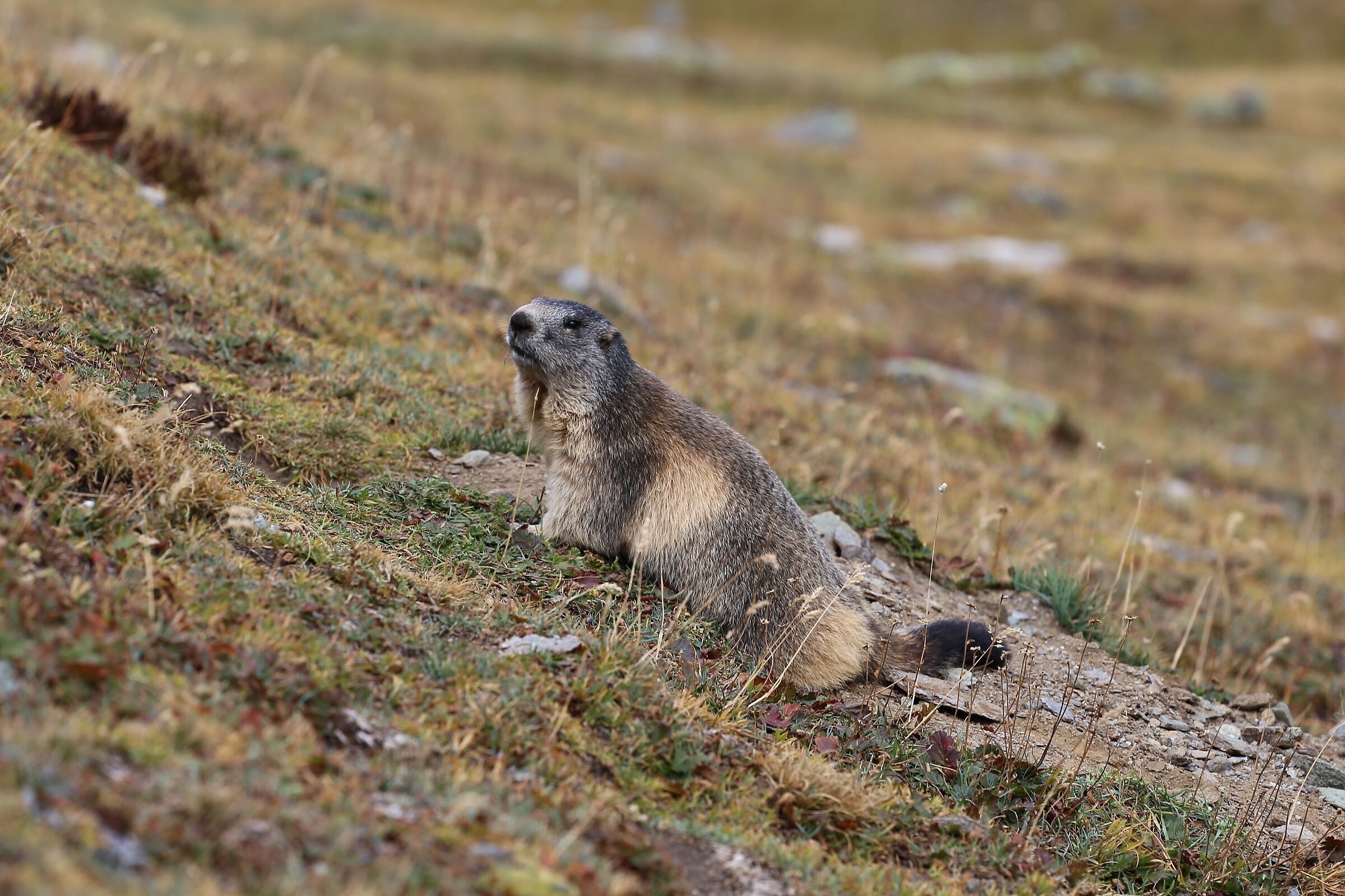 Marmotta curiosa