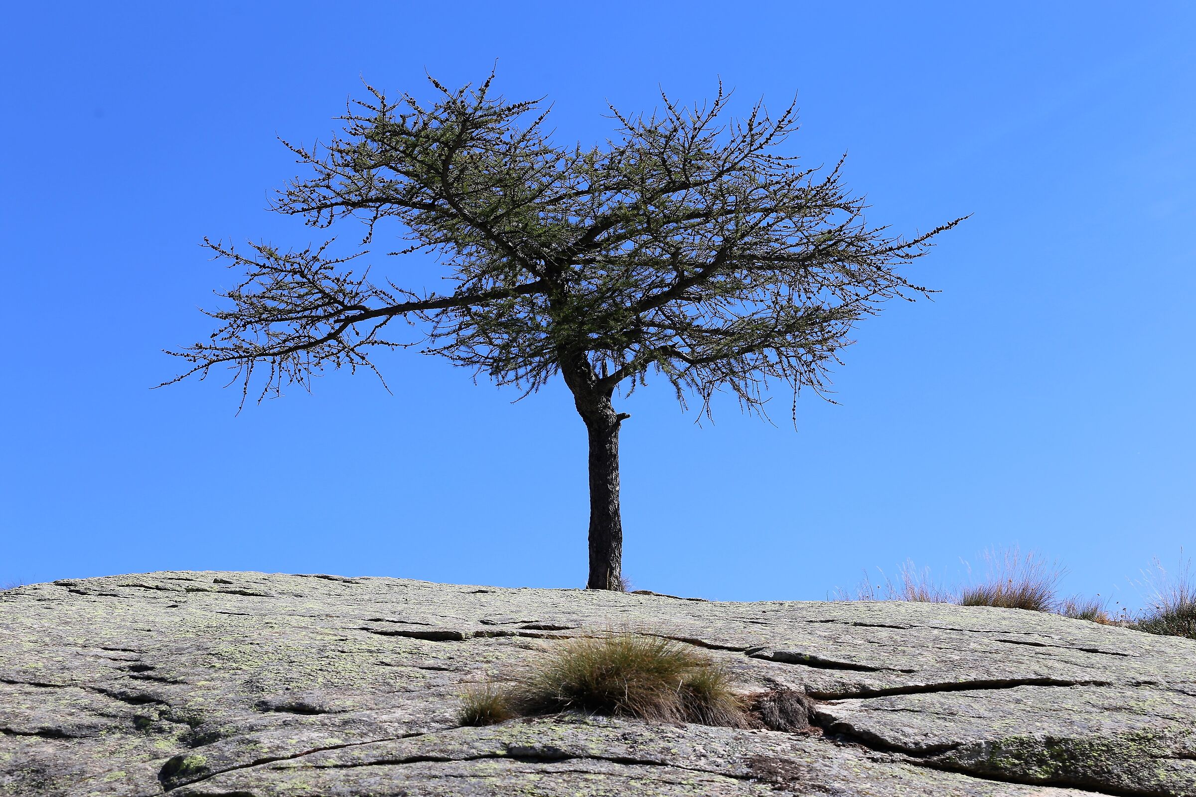 L'albero nella roccia!