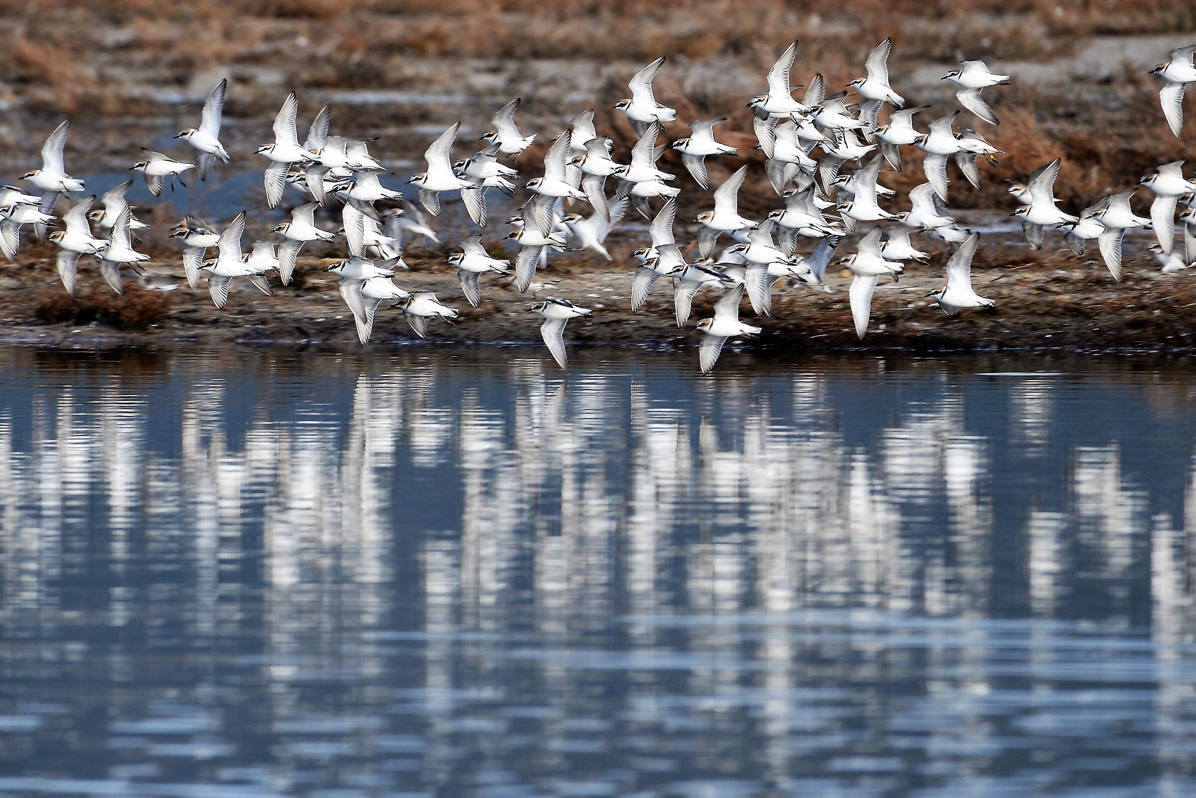 Charadrius alexandrinus