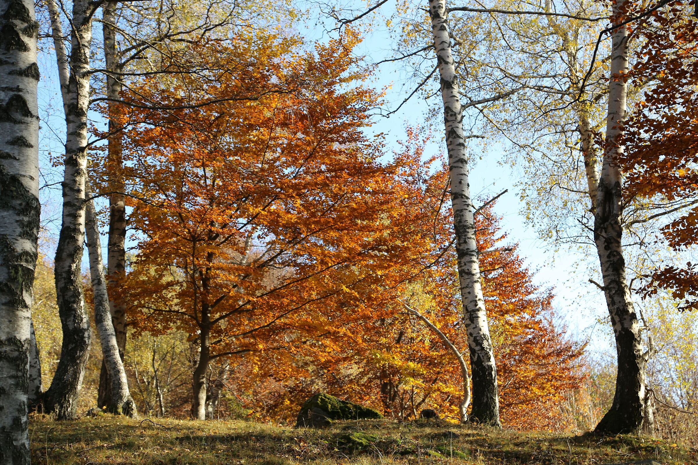 Autumn