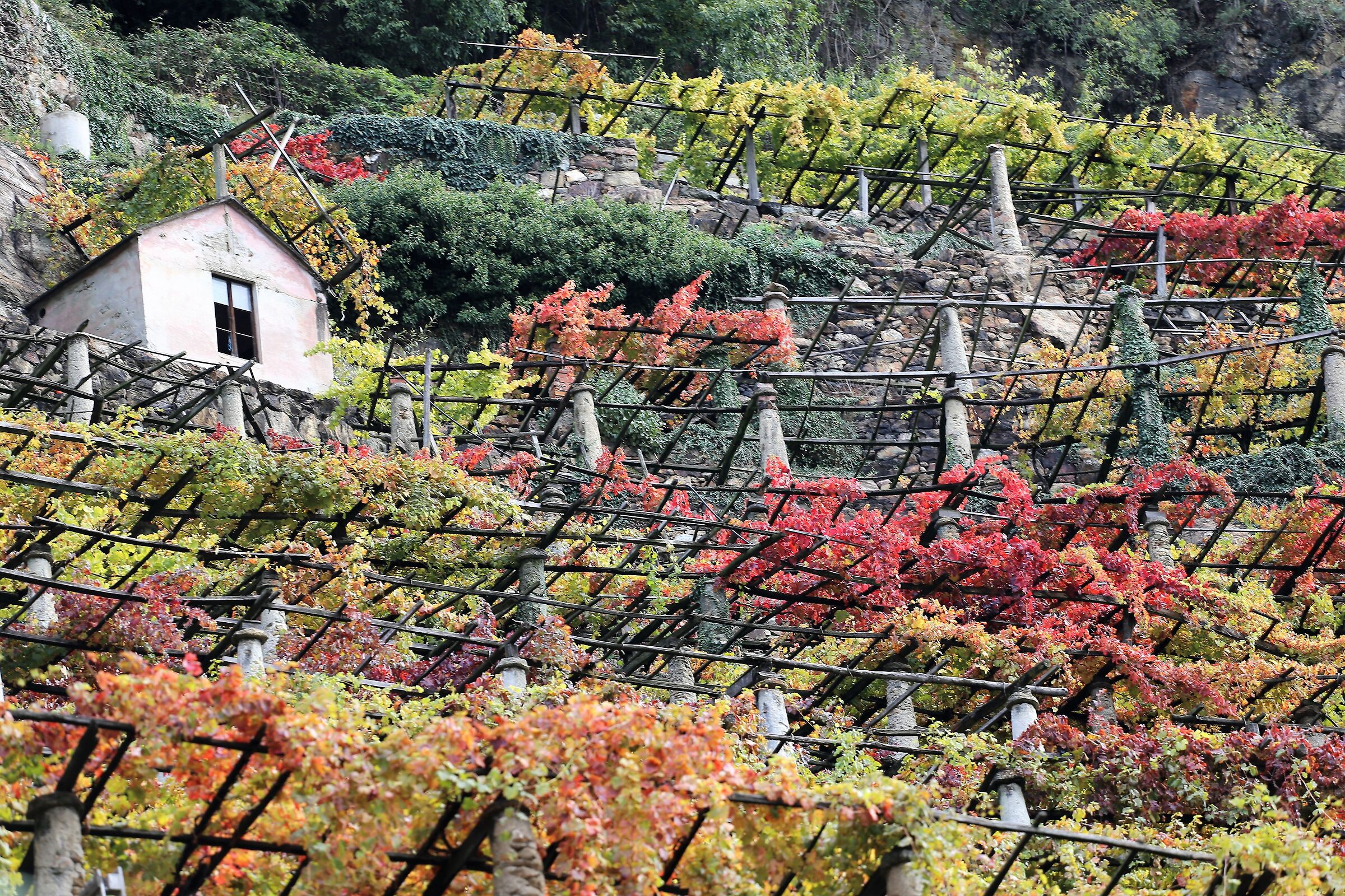 Vigneti a terrazze con i tipici "tupiun"