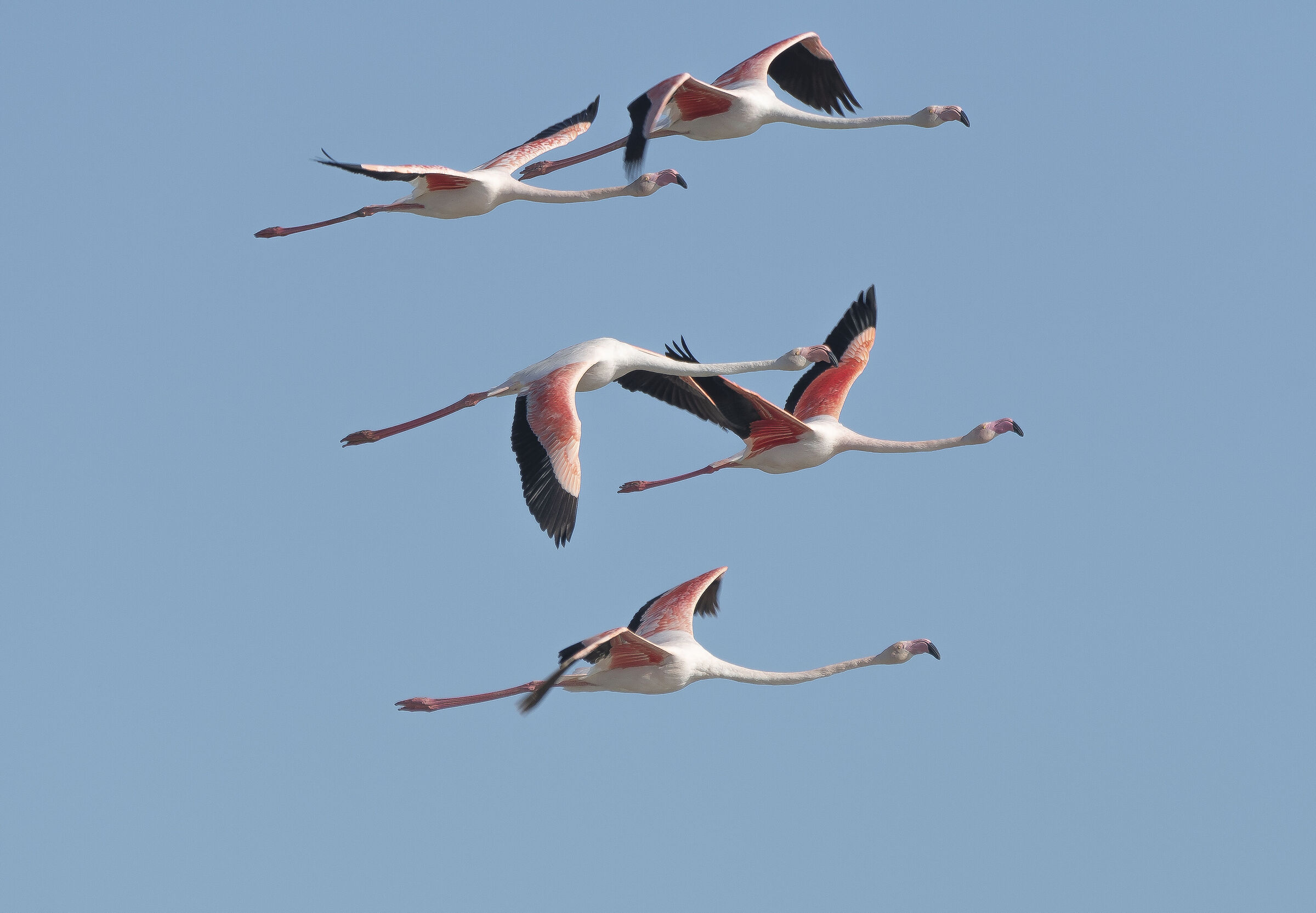 Volre I have in the blue painted pink..