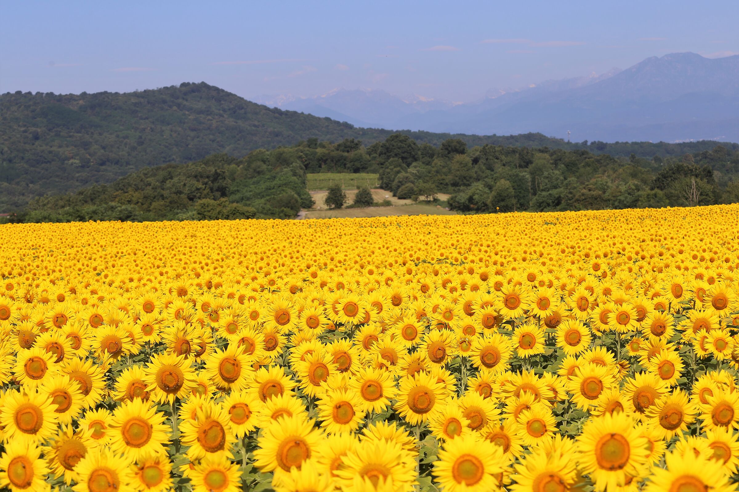Campi di girasoli