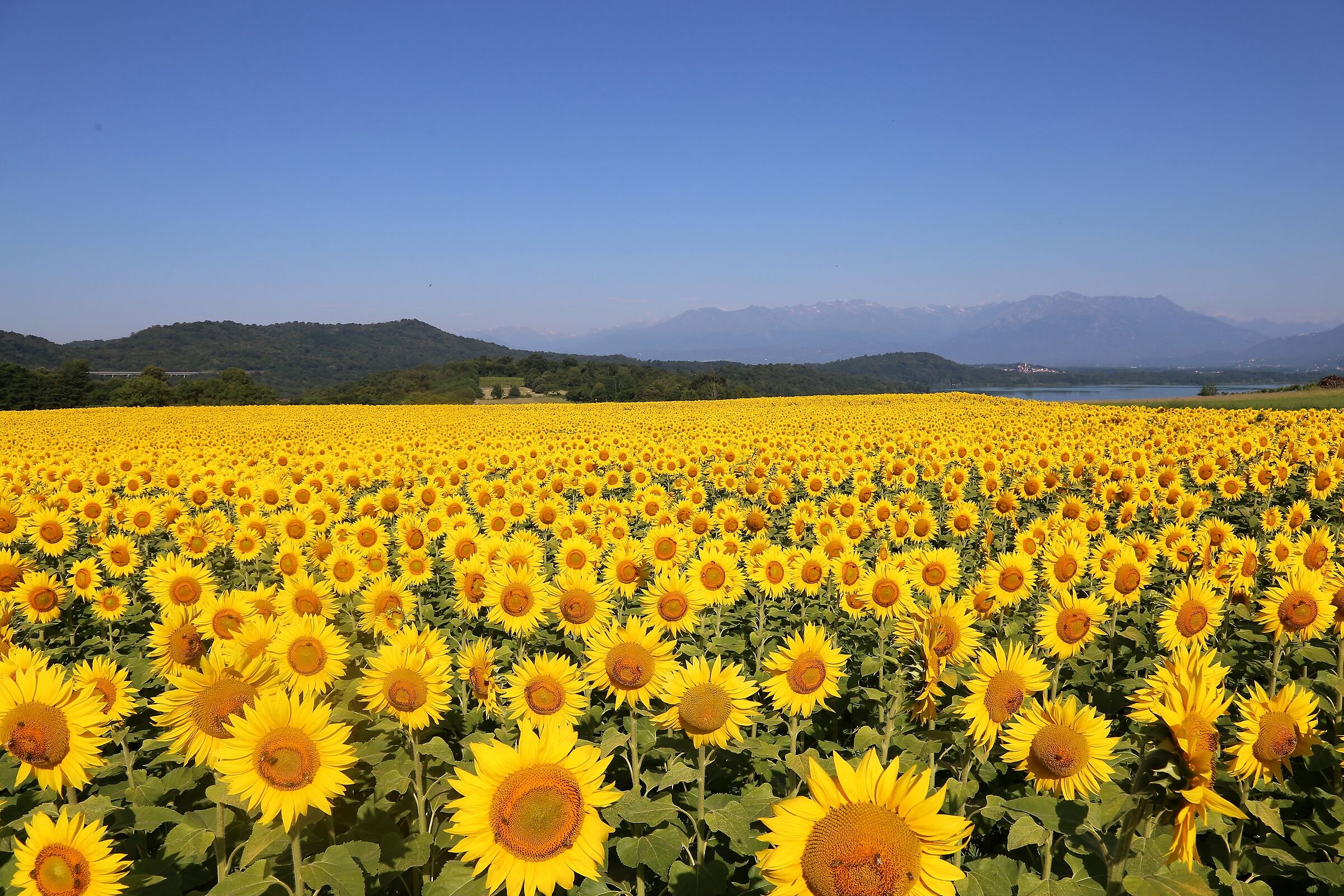 Campi di girasoli presso lago di Viverone