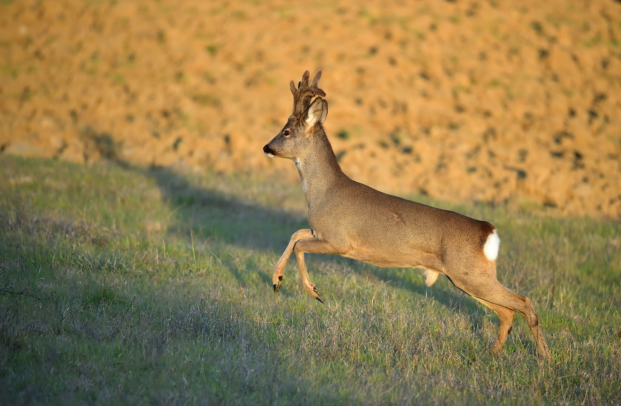 Roe deer m.