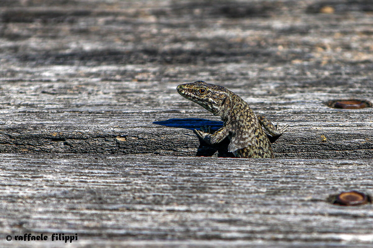 Portrait of a Lizard