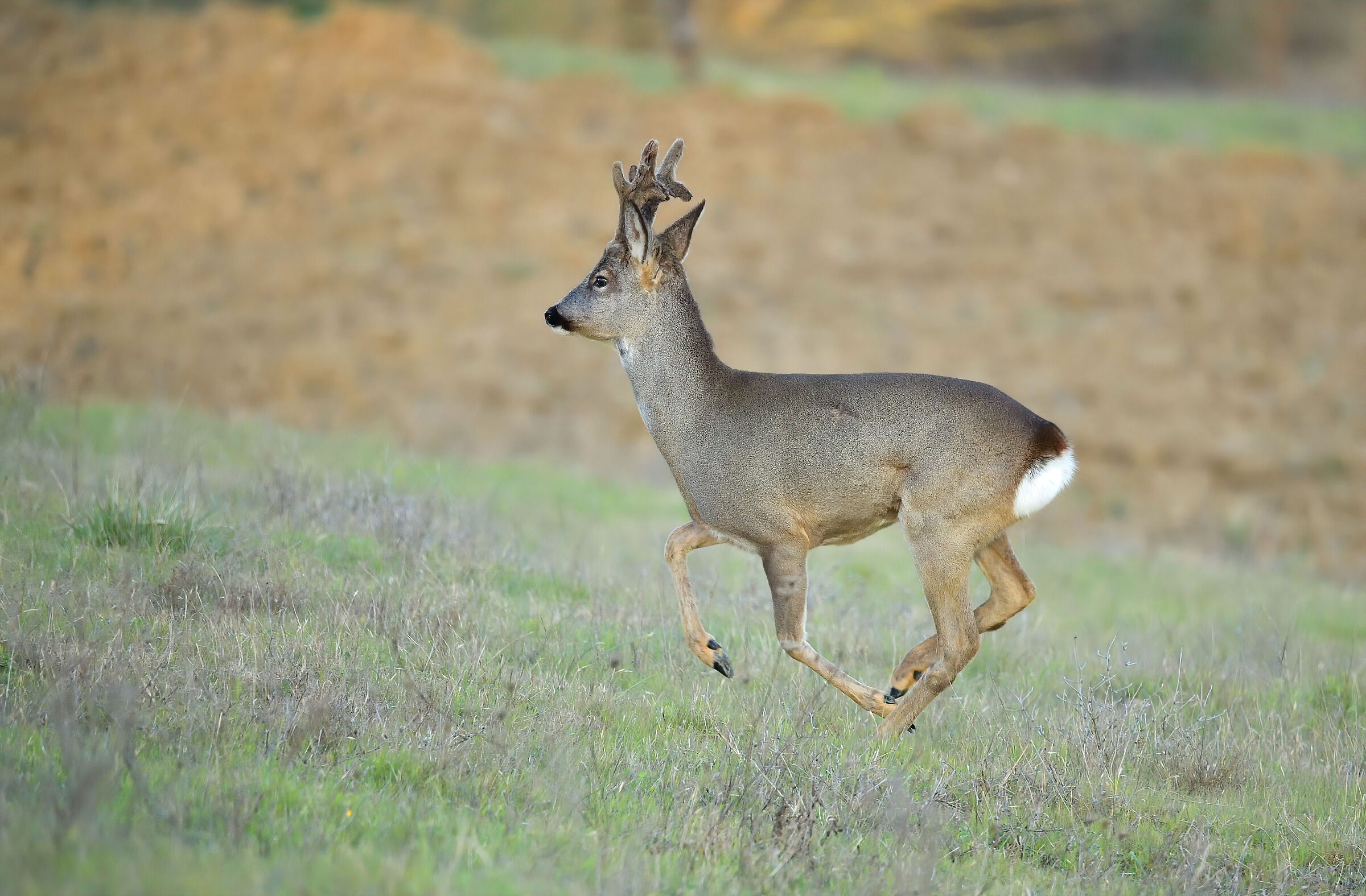Roe deer m.