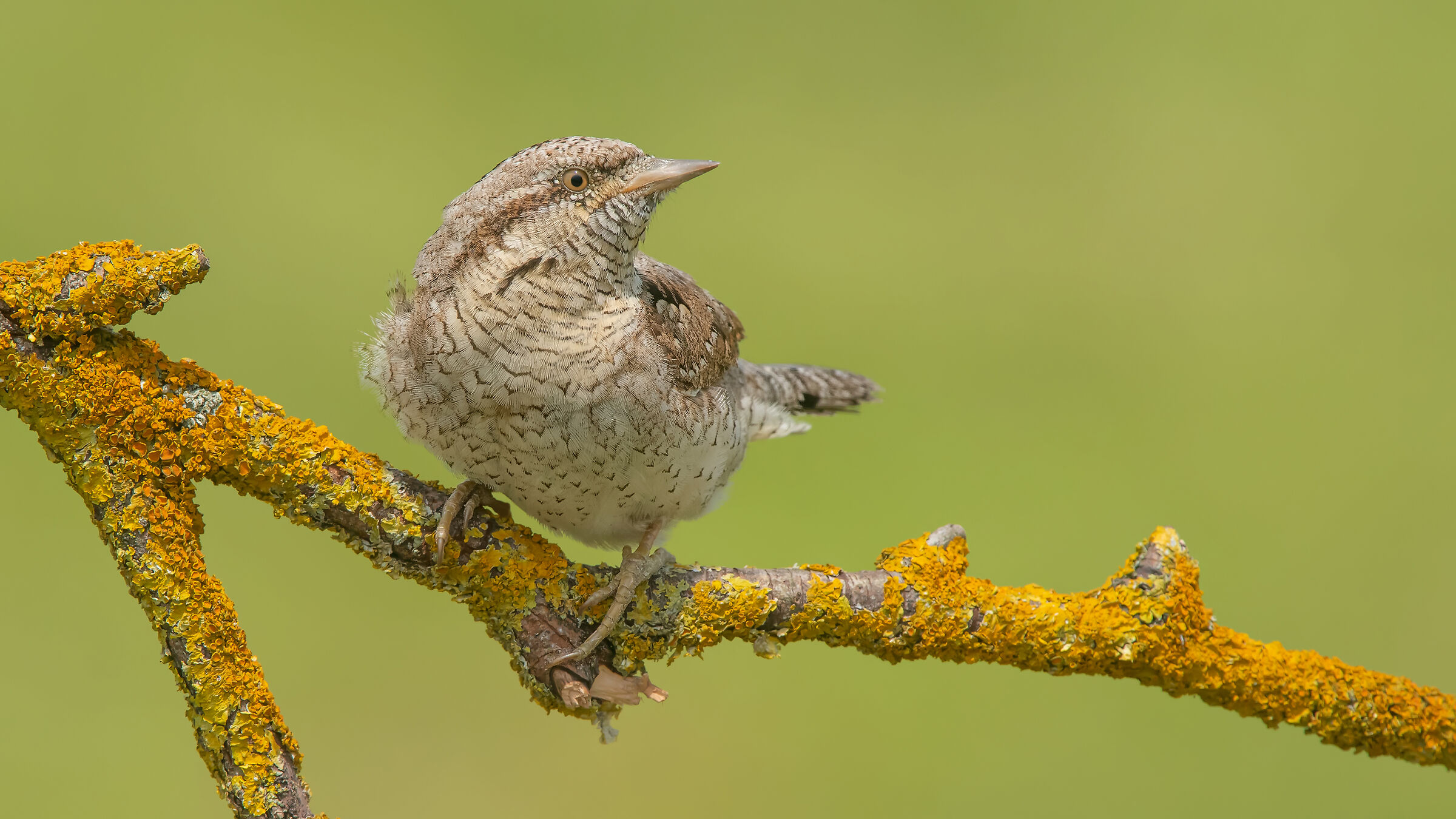Jynx torquilla » Eurasian Wryneck