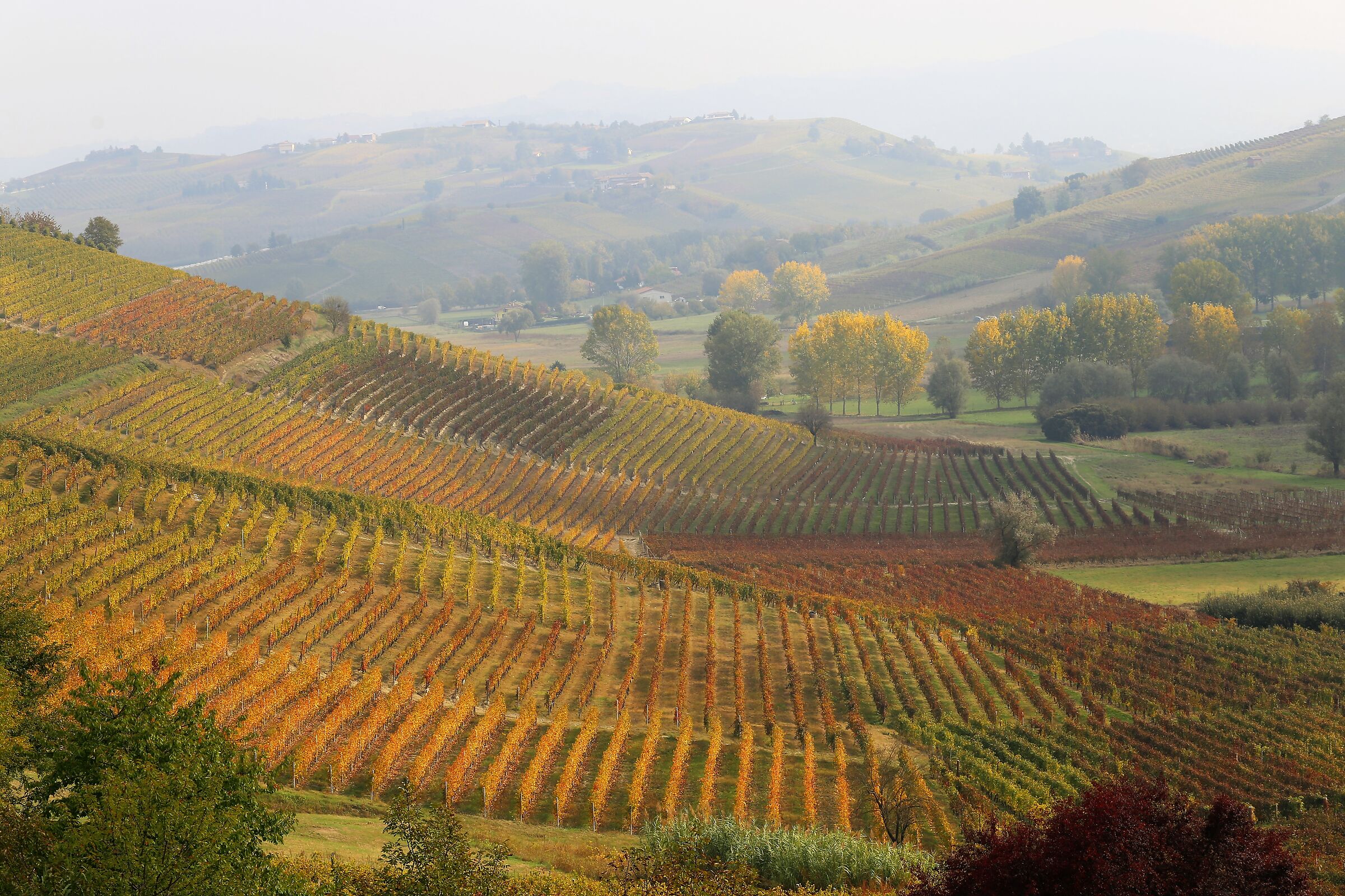 vigneti a Mombaruzzo