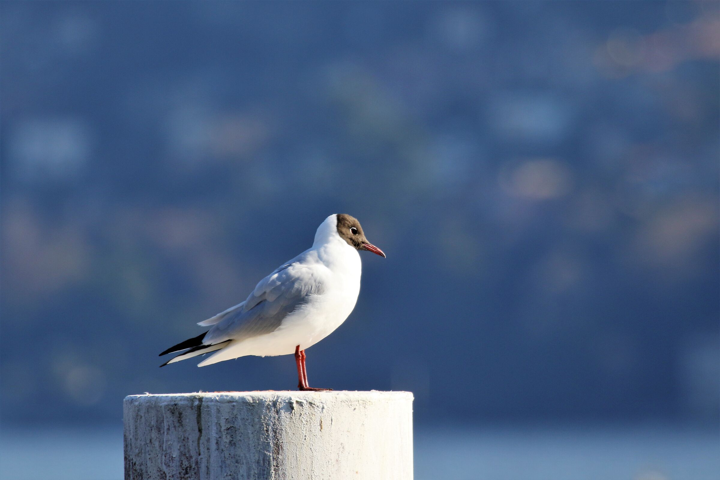 seagull on the lake
