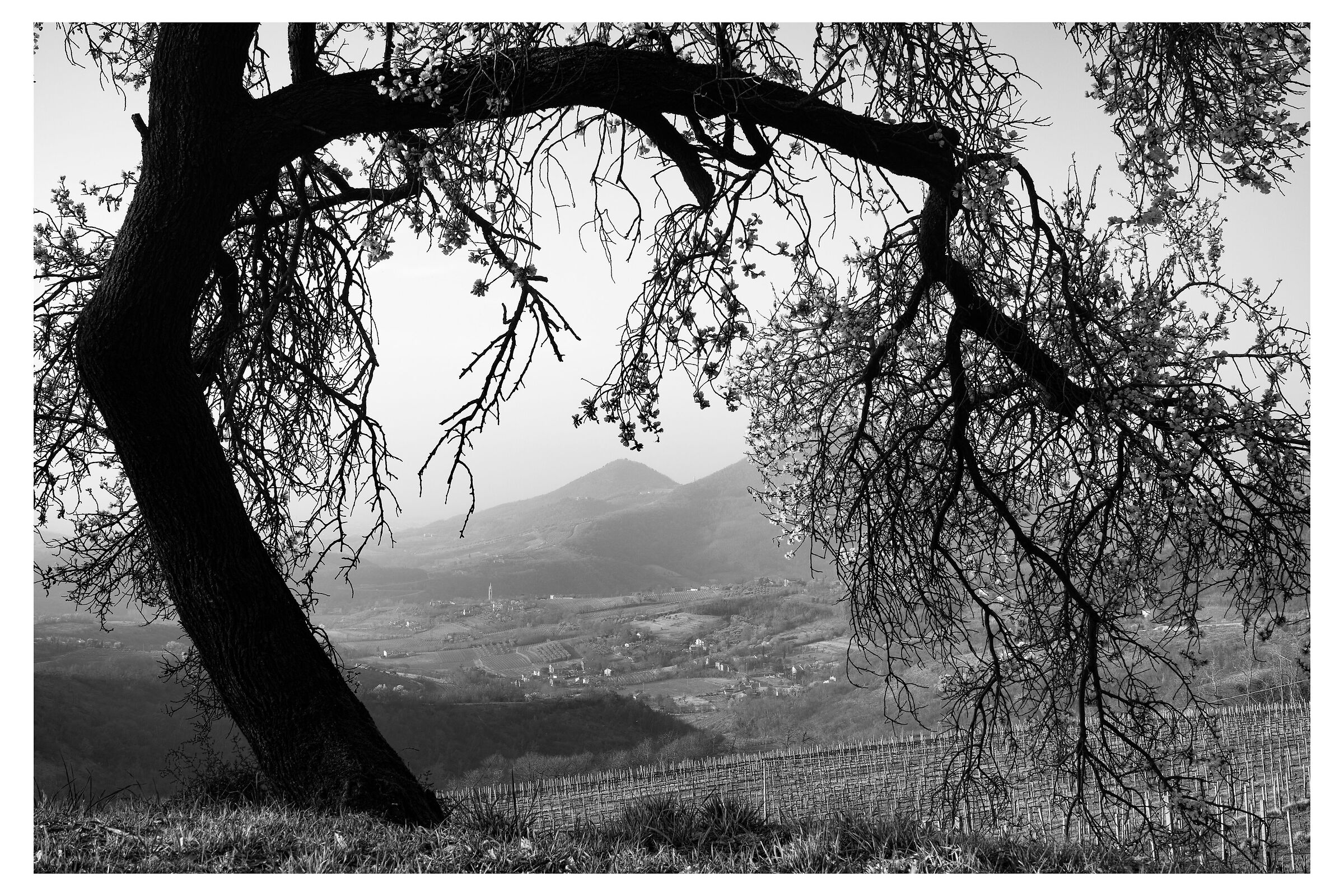 Silhouette nei colli euganei