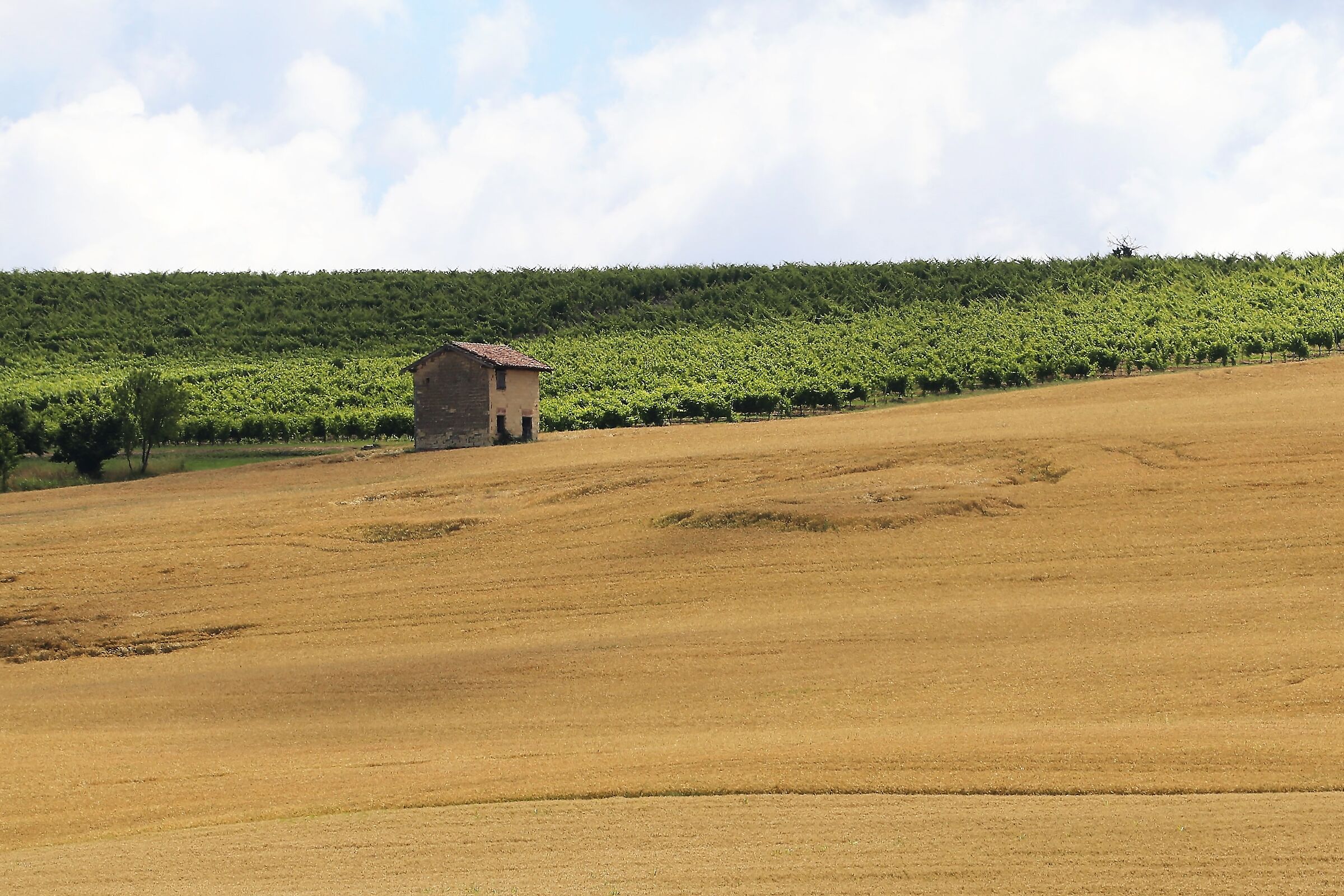 Monferrato casalese