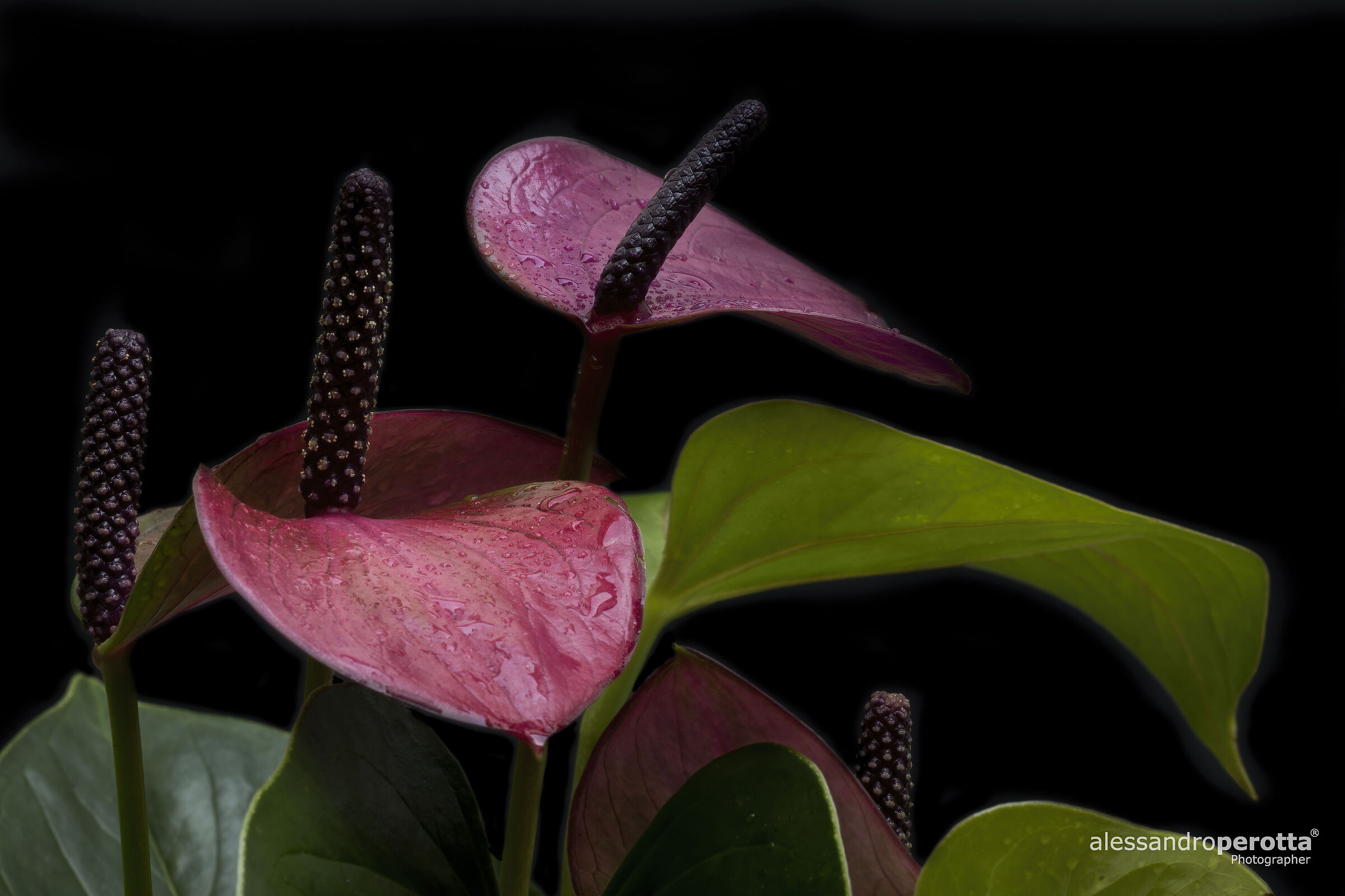 Anthurium