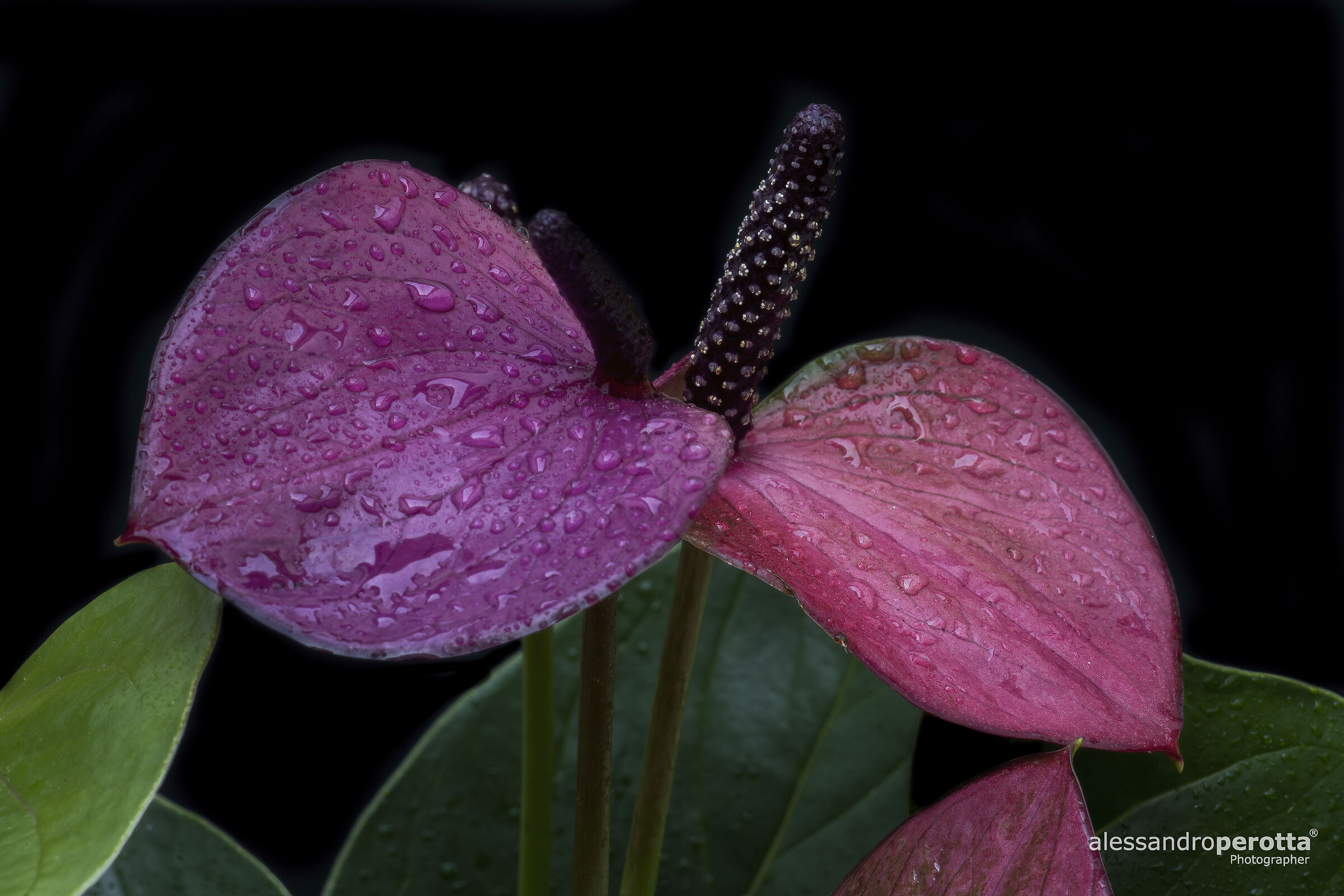 Anthurium